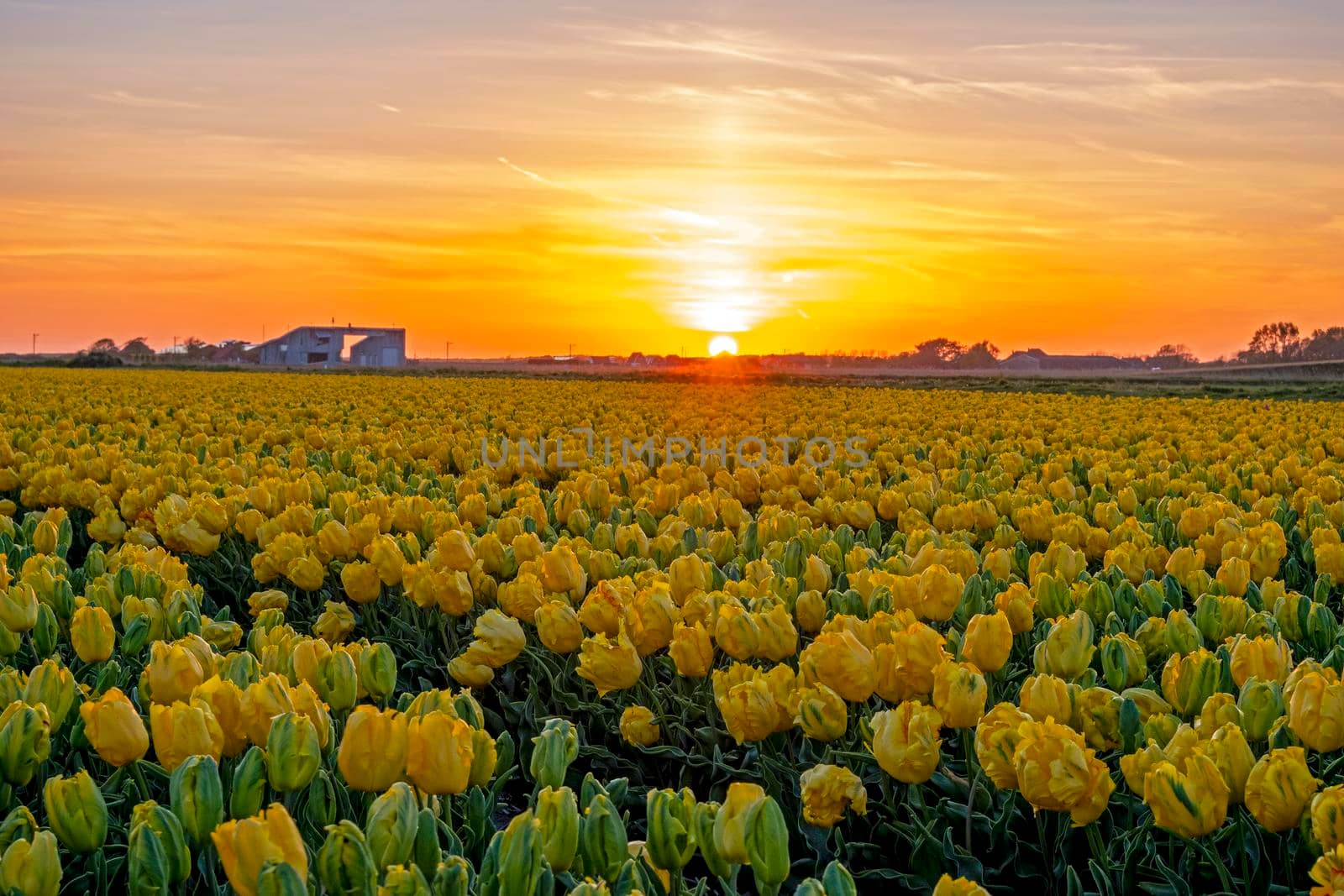 Blooming yellow flower bulbs in the countryside from the Netherlands in spring at sunset by devy
