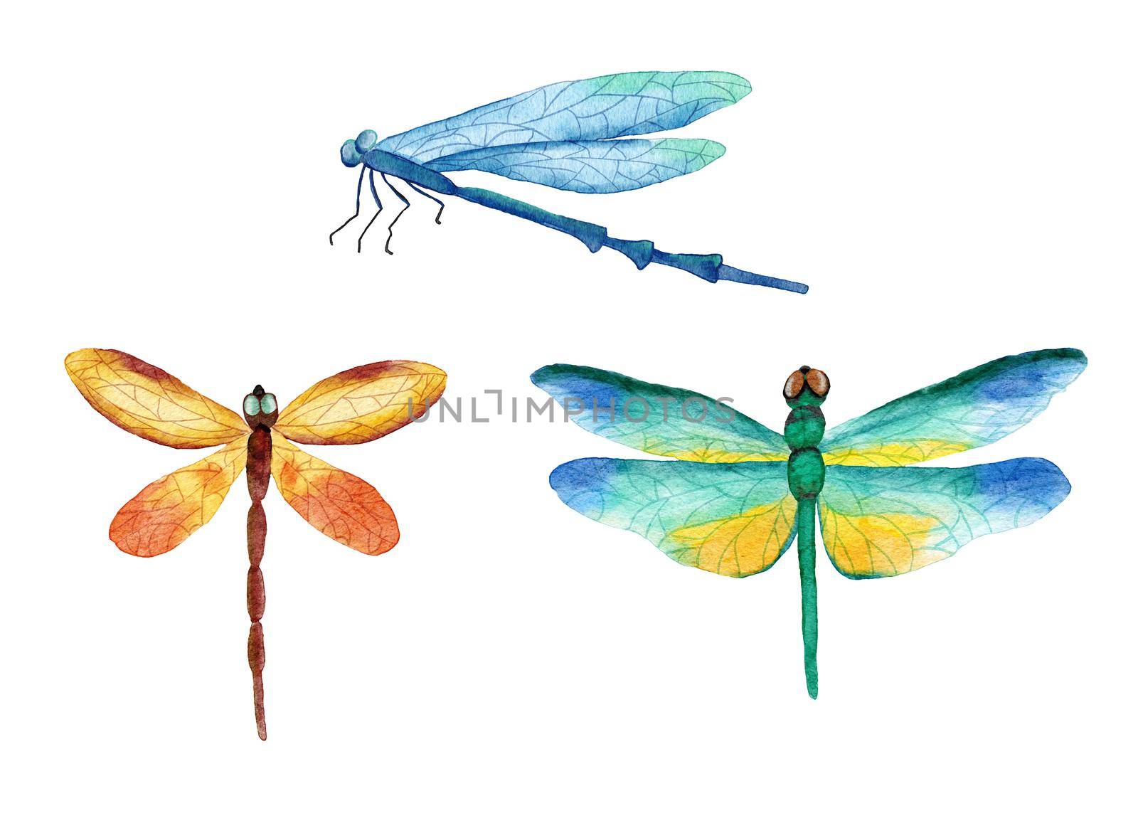Watercolor hand drawn illustration of three bright dragonfly insects. Natural forest dragonflies in blue yellow green orange colors. Wild wildlife nature ecology concept