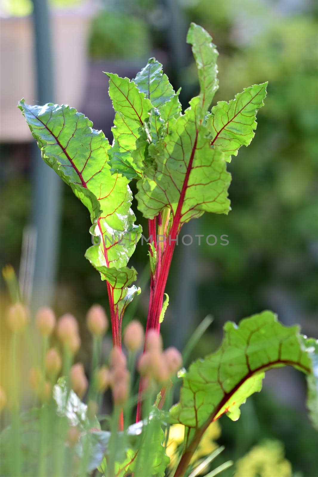 Red chard with chives in the foreground with different depth of field by Luise123