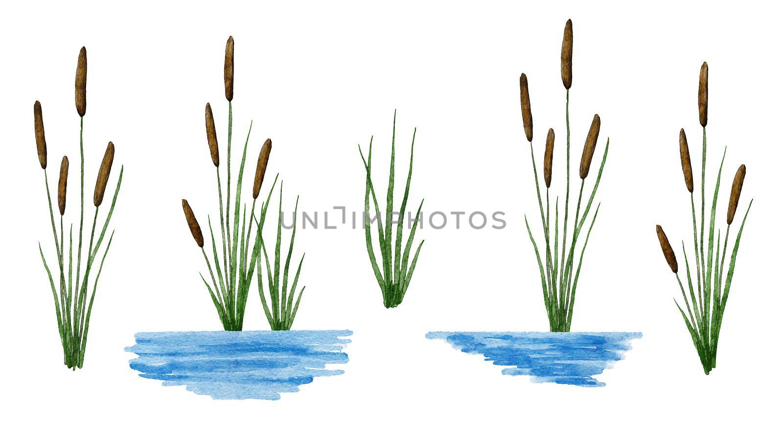 Watercolor hand drawn illustration of typha reed cattail plant in water river. Flora of wetland swamp march, green leaves brown seeds, outdoor summer spring floral landscape