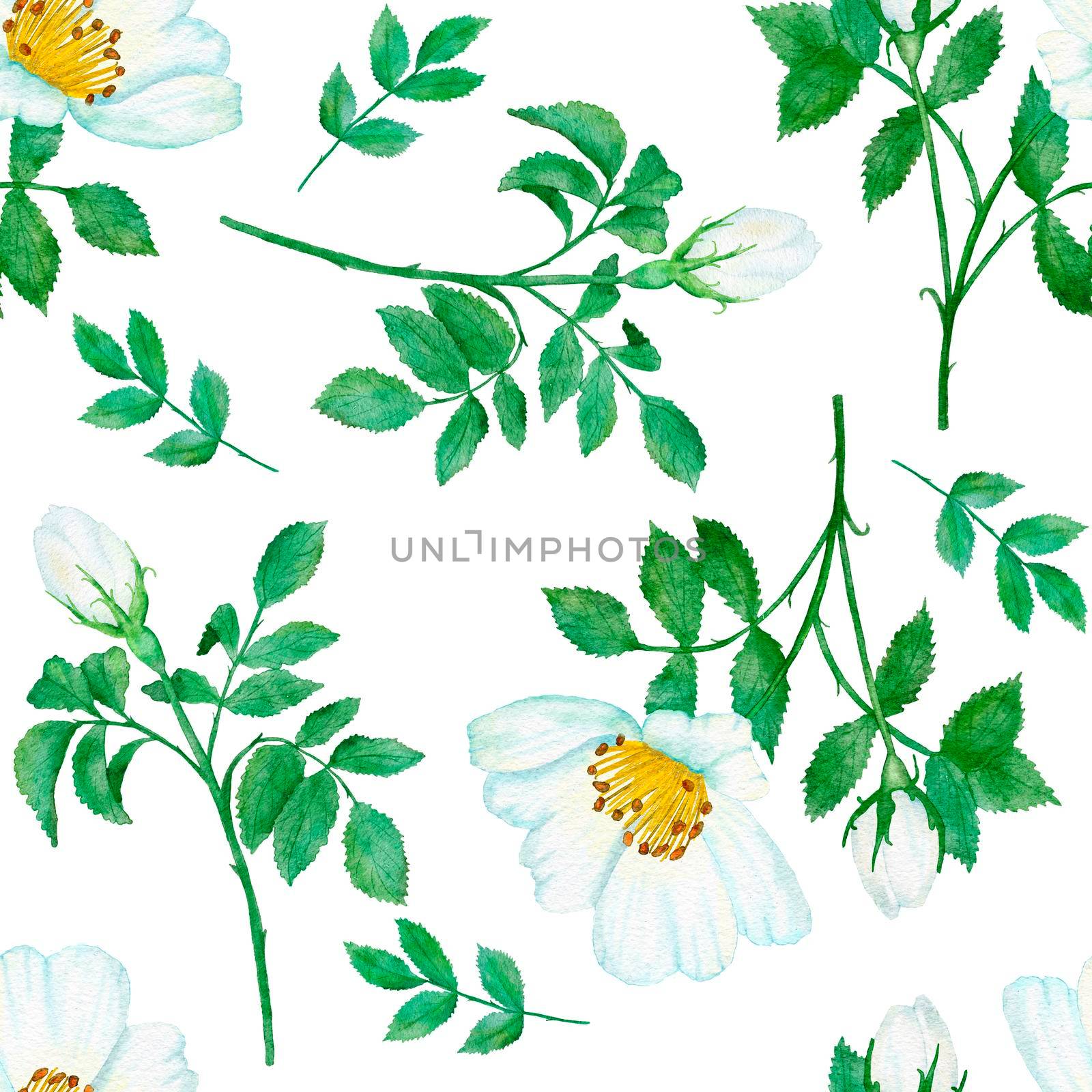 Watercolor hand drawn seamless pattern with floral wild rose flowers leaves branches. Green leaf greenery white blue dogrose print background. Natural elegant victorian design for wallpaper textile. by Lagmar