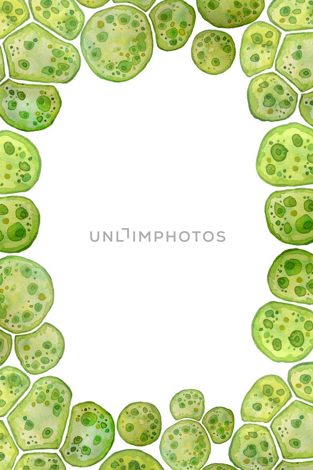 Unicellular green blue algae chlorella spirulina with large cells single-cells with lipid droplets. Watercolor page frame template macro microorganism bacteria cosmetics biological biotech design. by Lagmar