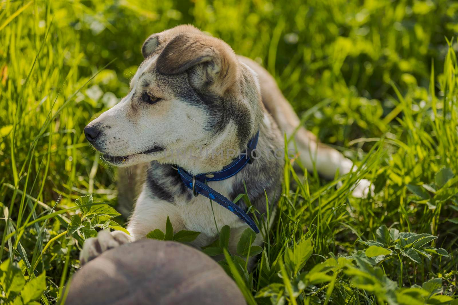 husky dog with ball in green grass