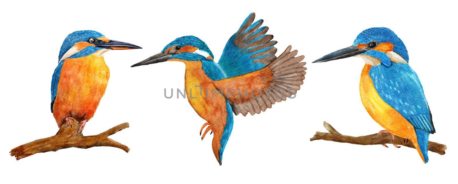 Hand drawn watercolor illustration of wild kingfisher birds, blue azure orange feathers, on the branch and flying. Nature natural wildlife in river forest woodland, ecology concept