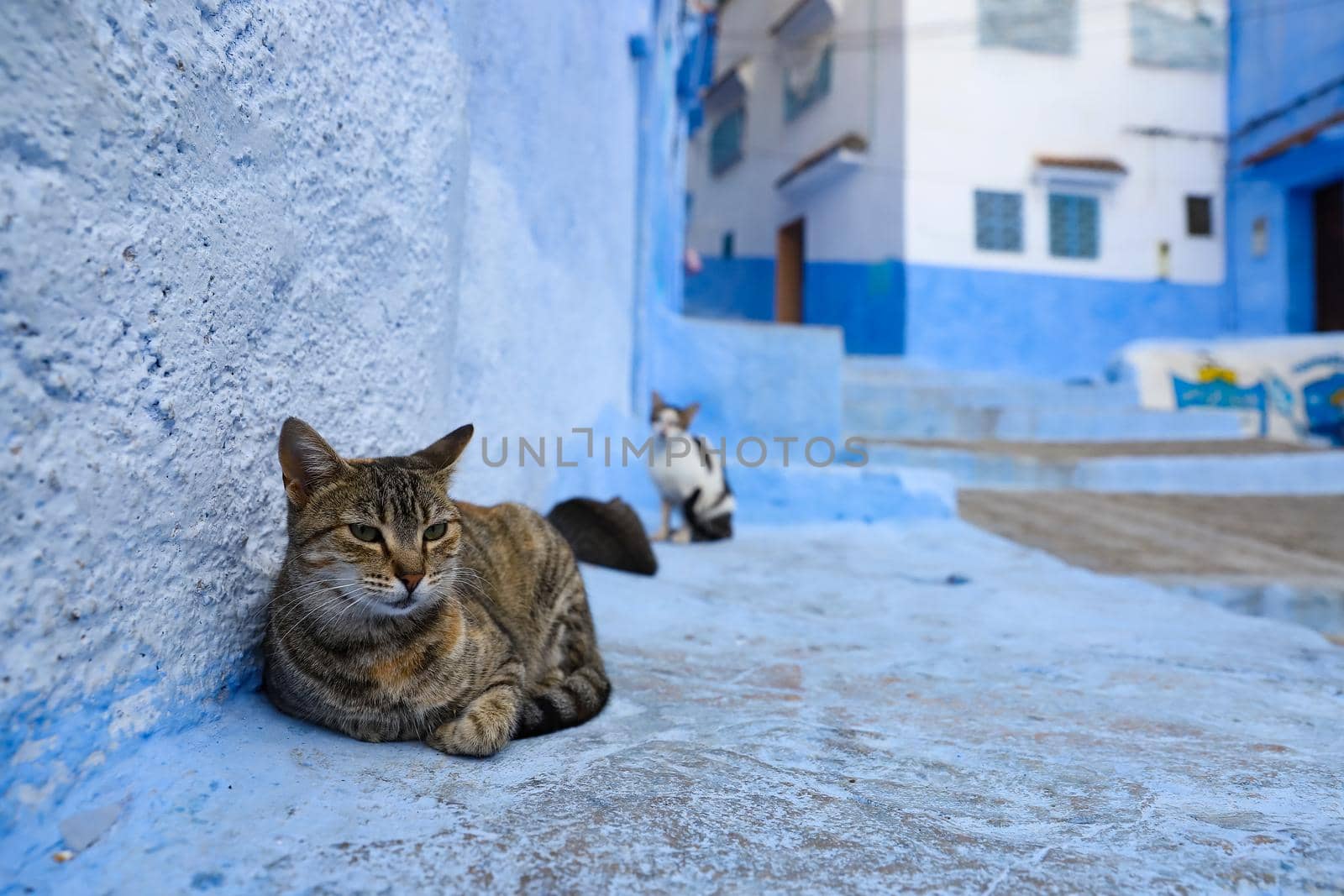 A Cat in Blue Chefchaouen City, Morocco