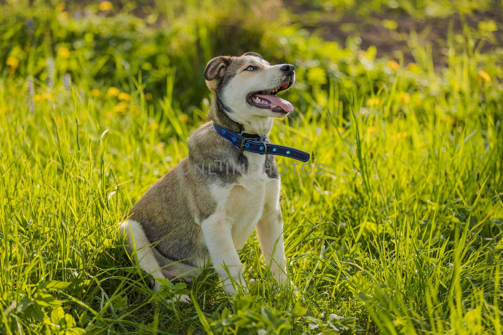 close-up portrait of a dog sitting in the grass