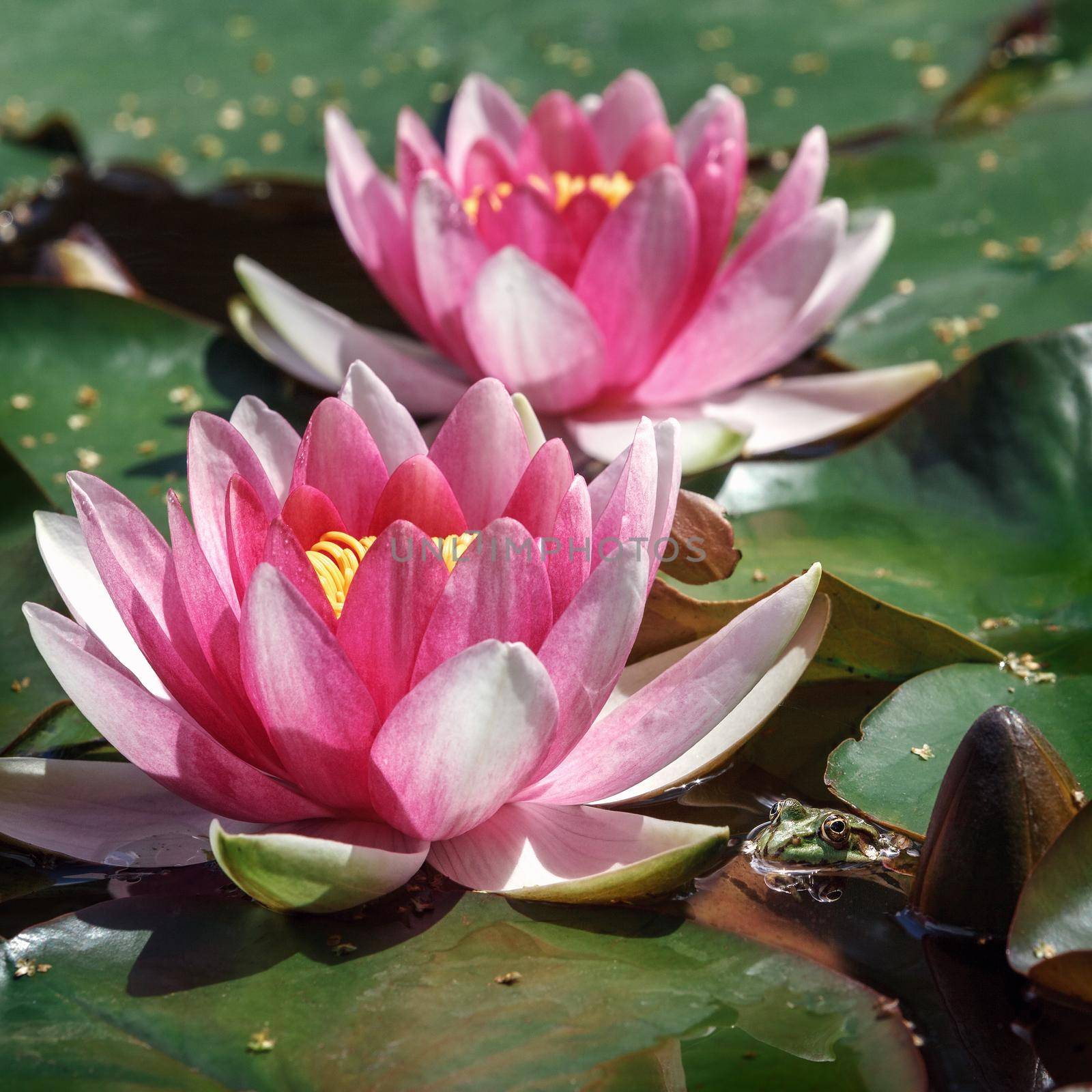 Two pink water lilies on a pond. One bud that has not yet unfolded and a frog in the water next to it. by Lincikas