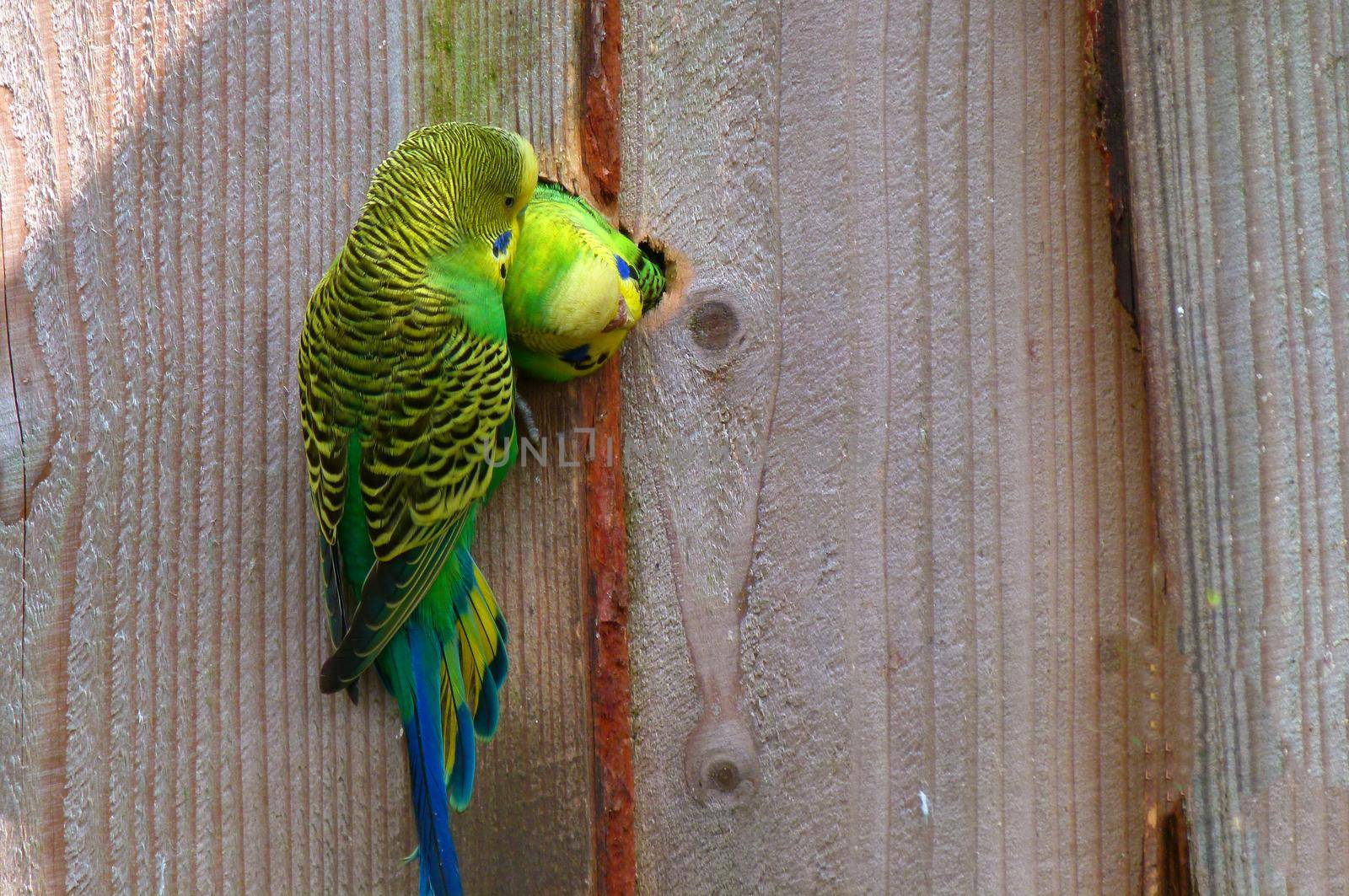 A female budgie looking out of the hole of their nest, she searches for contact with her partner. He is hanging on the wall of their home.
