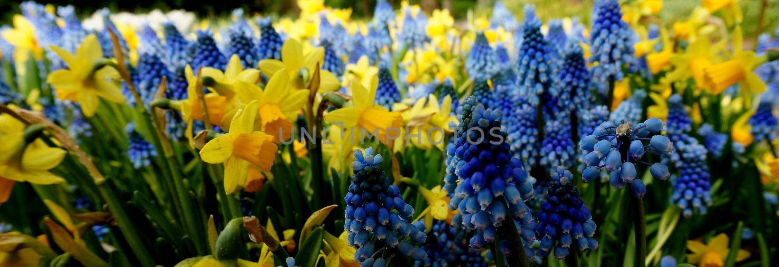 A spring flower background with yellow daffodils and blue grape hyacinths.