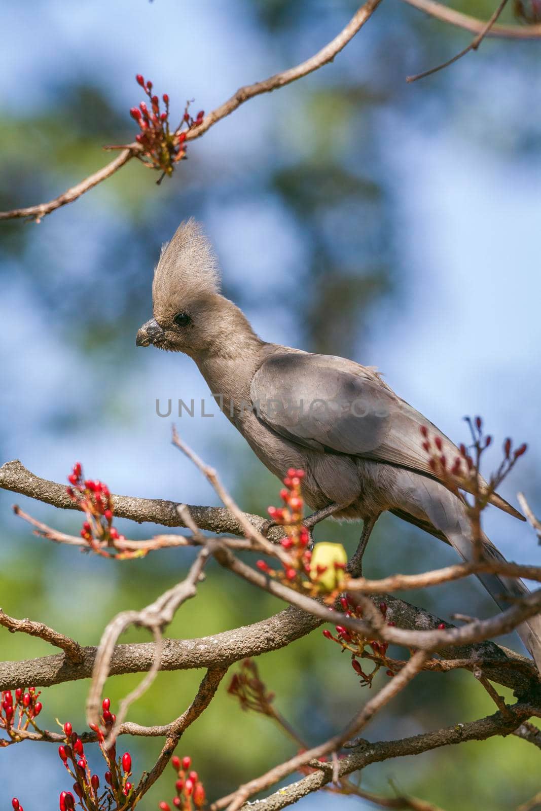 Specie Corythaixoides concolor family of Musophagidae