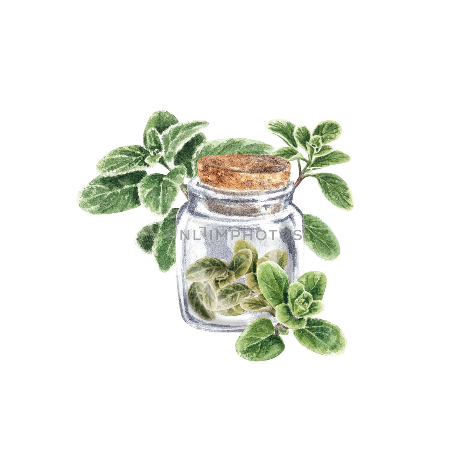 Marjoram green in a jar on a white background. Dried Marjoram , seasoning for dishes. Watercolor illustration of Provencal herbs of the Marjoram are suitable for postcards, menu design. by NastyaChe