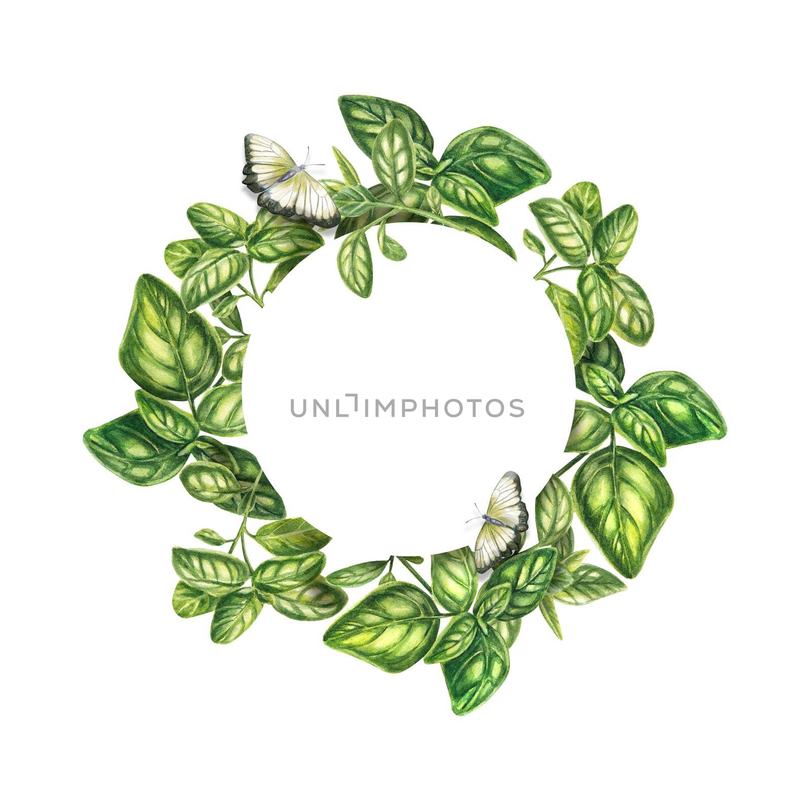 The frame is round with basil on a white background. Watercolor frame for inscriptions. The wreath of fresh Provencal herbs is isolated. The illustration is suitable for design, menus, posters, labels by NastyaChe