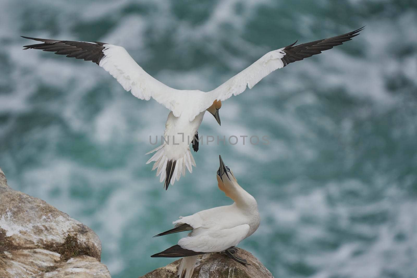 Gannets courting by JeremyRichards