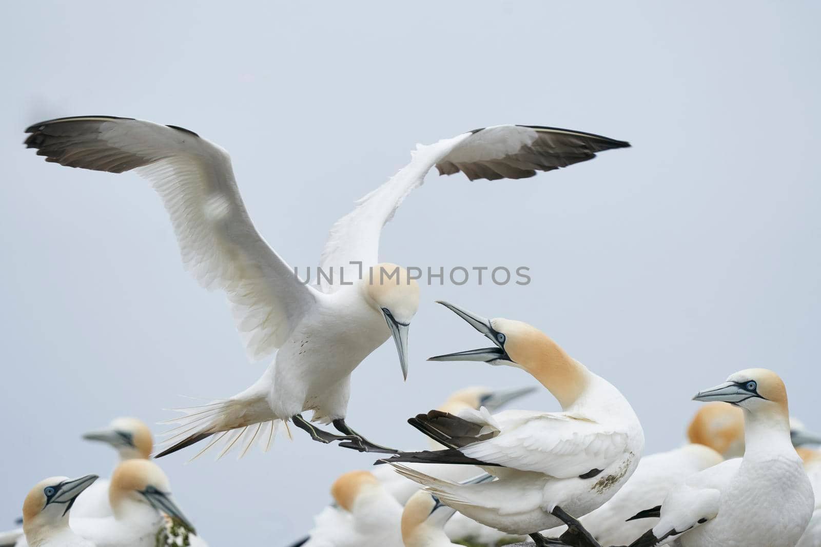 Gannets squabbling by JeremyRichards