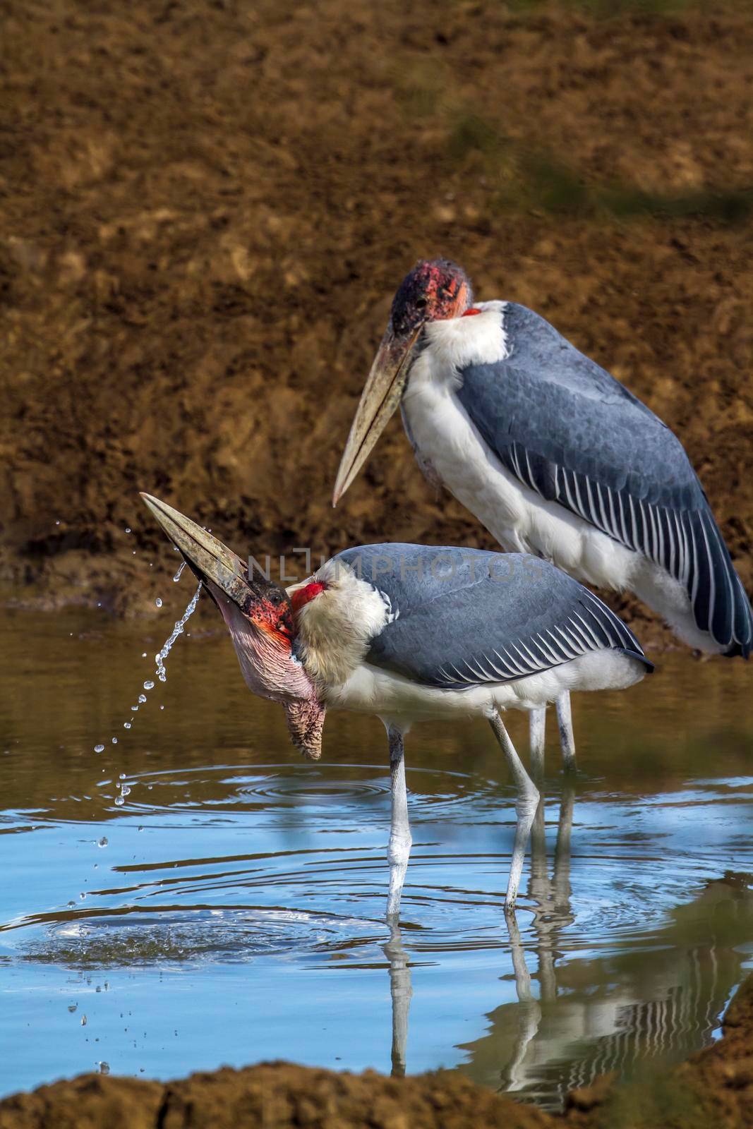 Marabou stork in Kruger National park, South Africa by PACOCOMO