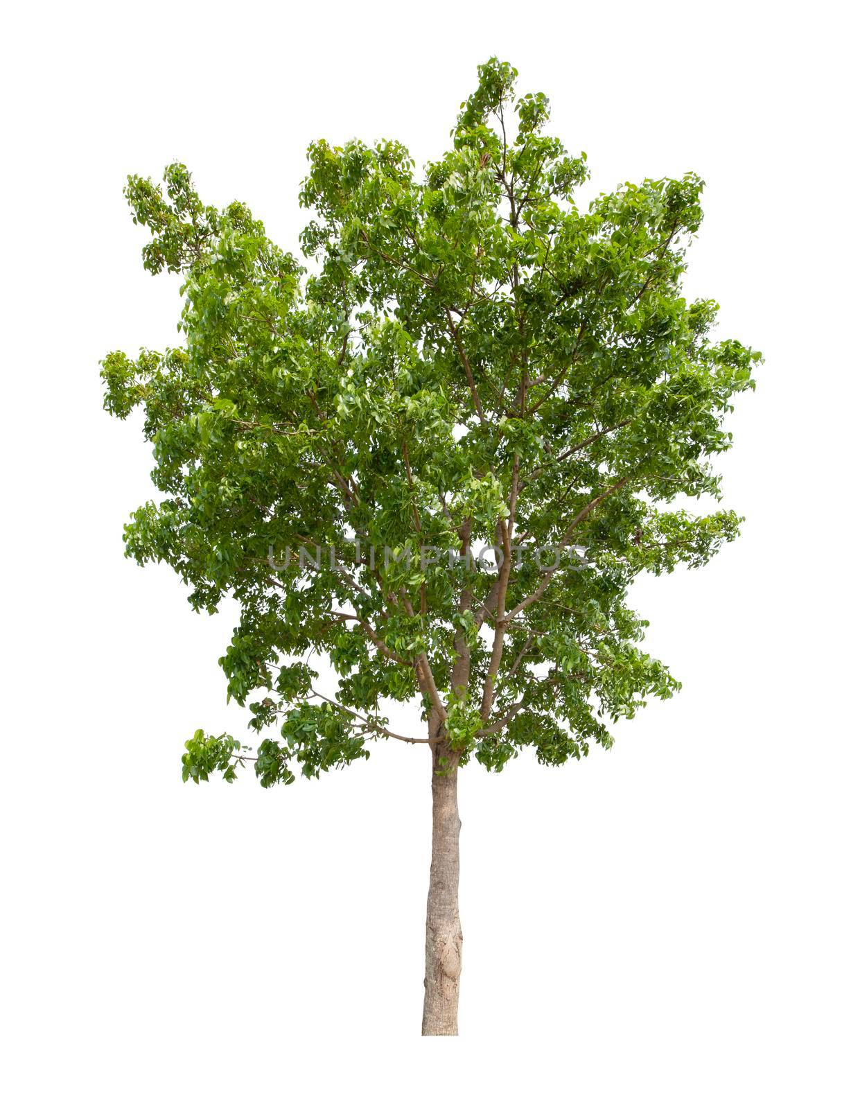 Single Tree isolated on white background, With Clipping path. by Gamjai