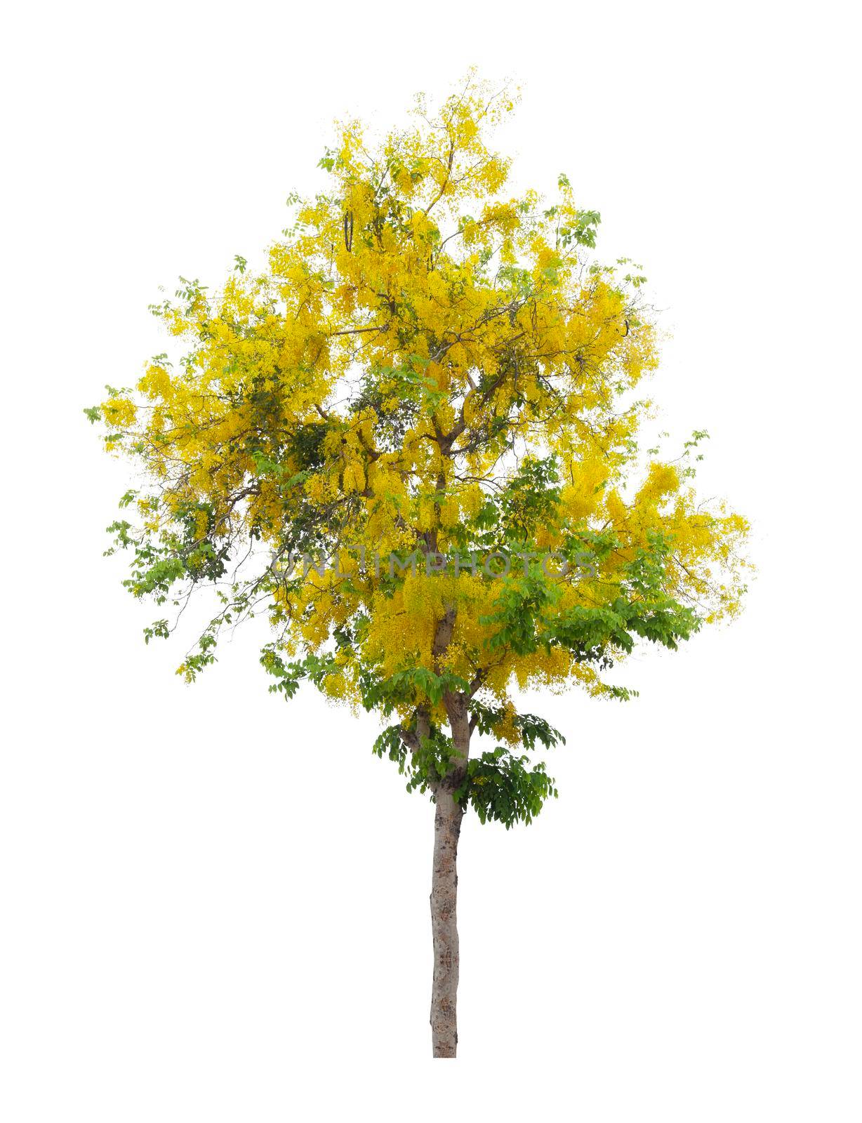 Cassia fistula tree or Golden shower National tree of Thailand and isolated on white background, Save clipping path. by Gamjai