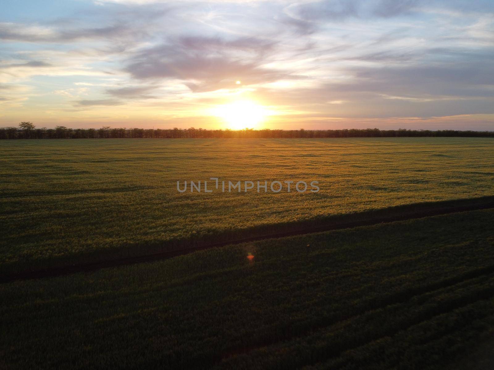 Green wheat field in countryside, close up. Field of wheat blowing in the wind at sunny spring day. Young and green Spikelets. Ears of barley crop in nature. Agronomy, industry and food production