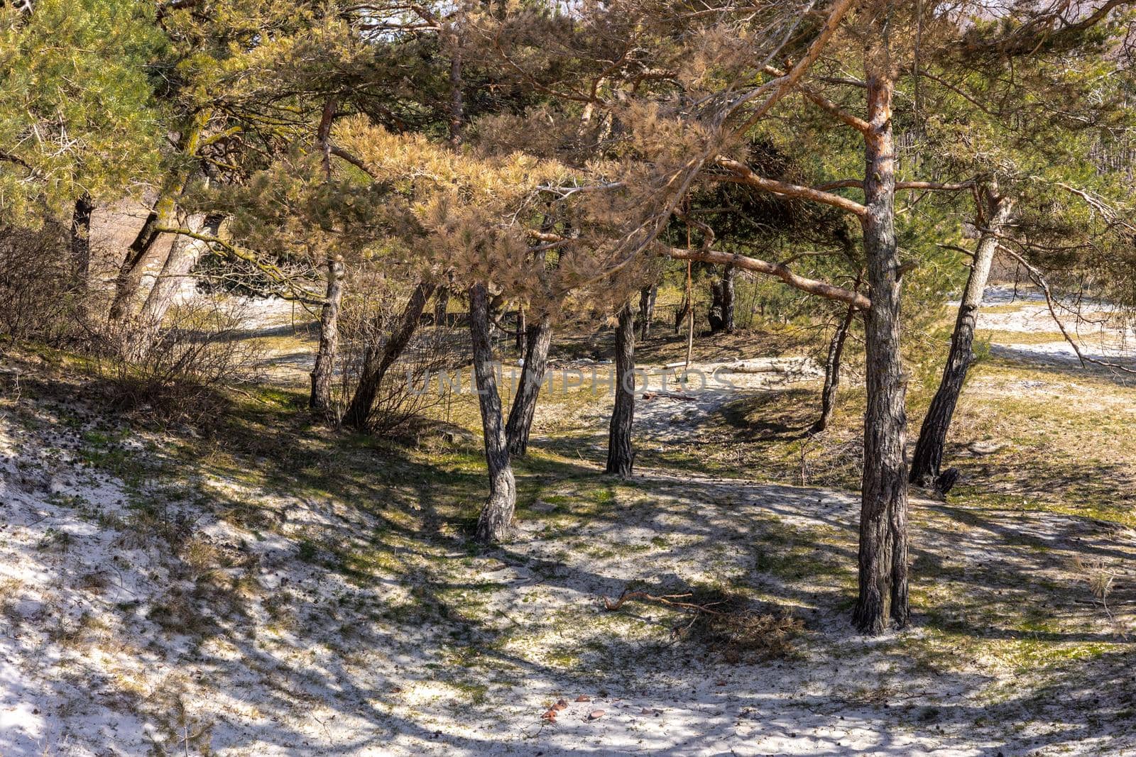 Spruce forest in sunny weather with beautiful shadows on the sand in Baltiysk, Kaliningrad region, Russia, near the Baltic sea.