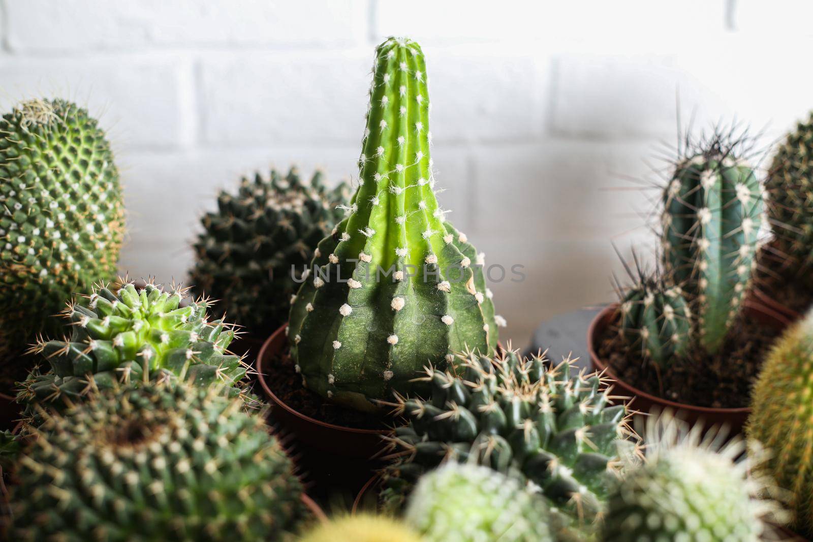 Cactus in a pot. Aloe and other succulents in a colorful ceramic pot.