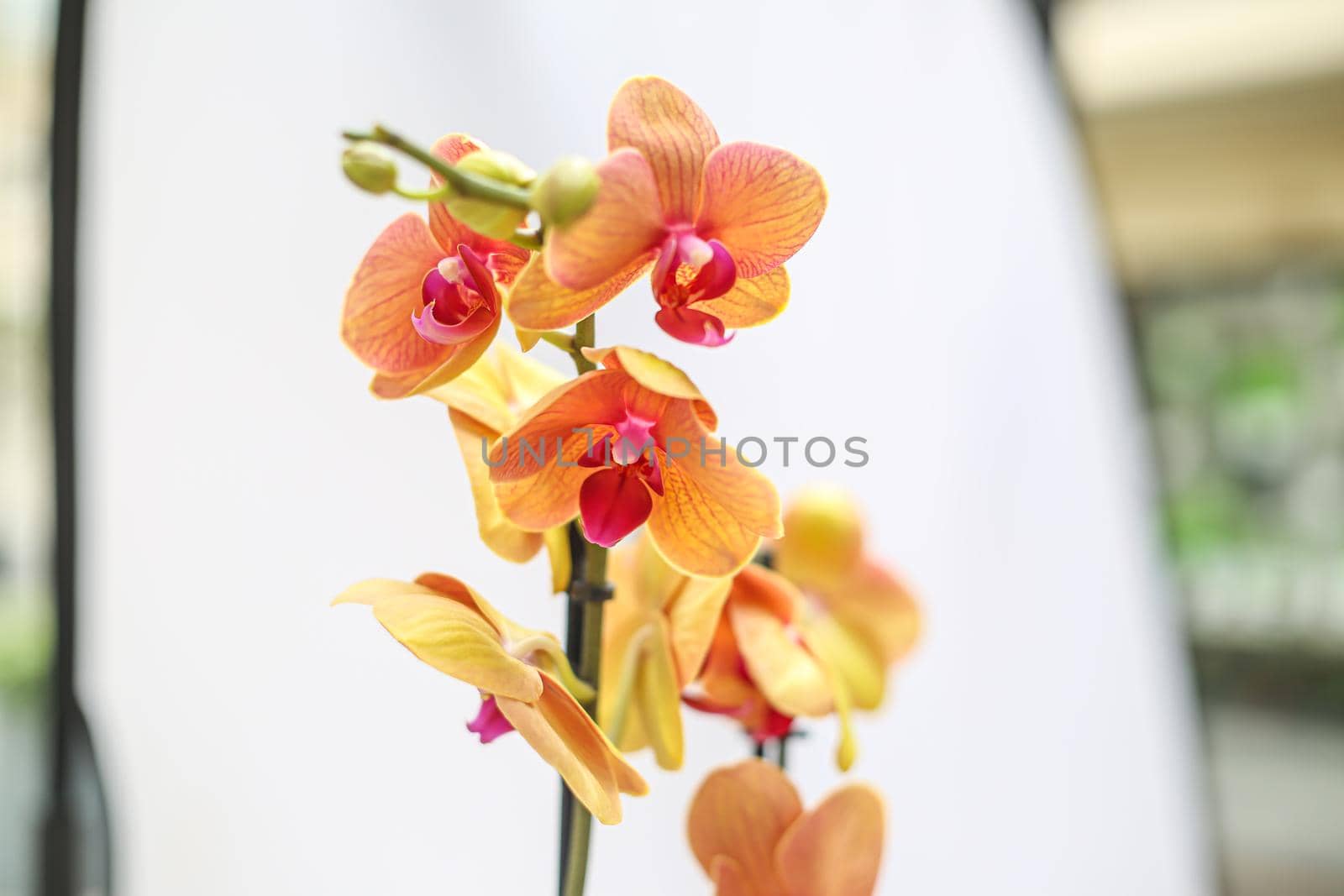 Beautiful tropical orchid flower. isolated orange orchid flower. white background by Djafarov