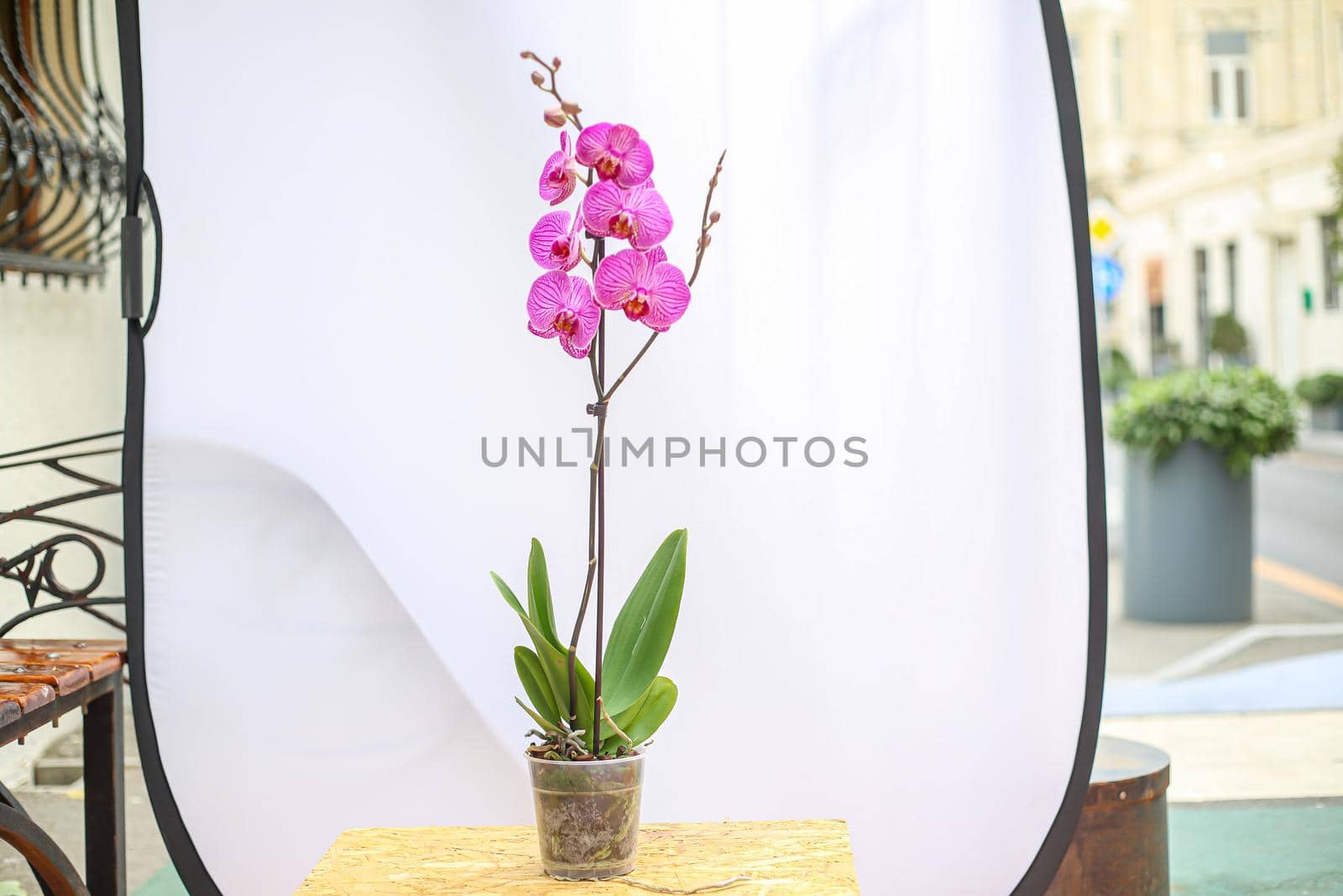 Beautiful tropical orchid flower. isolated purple orchid flower. white background by Djafarov