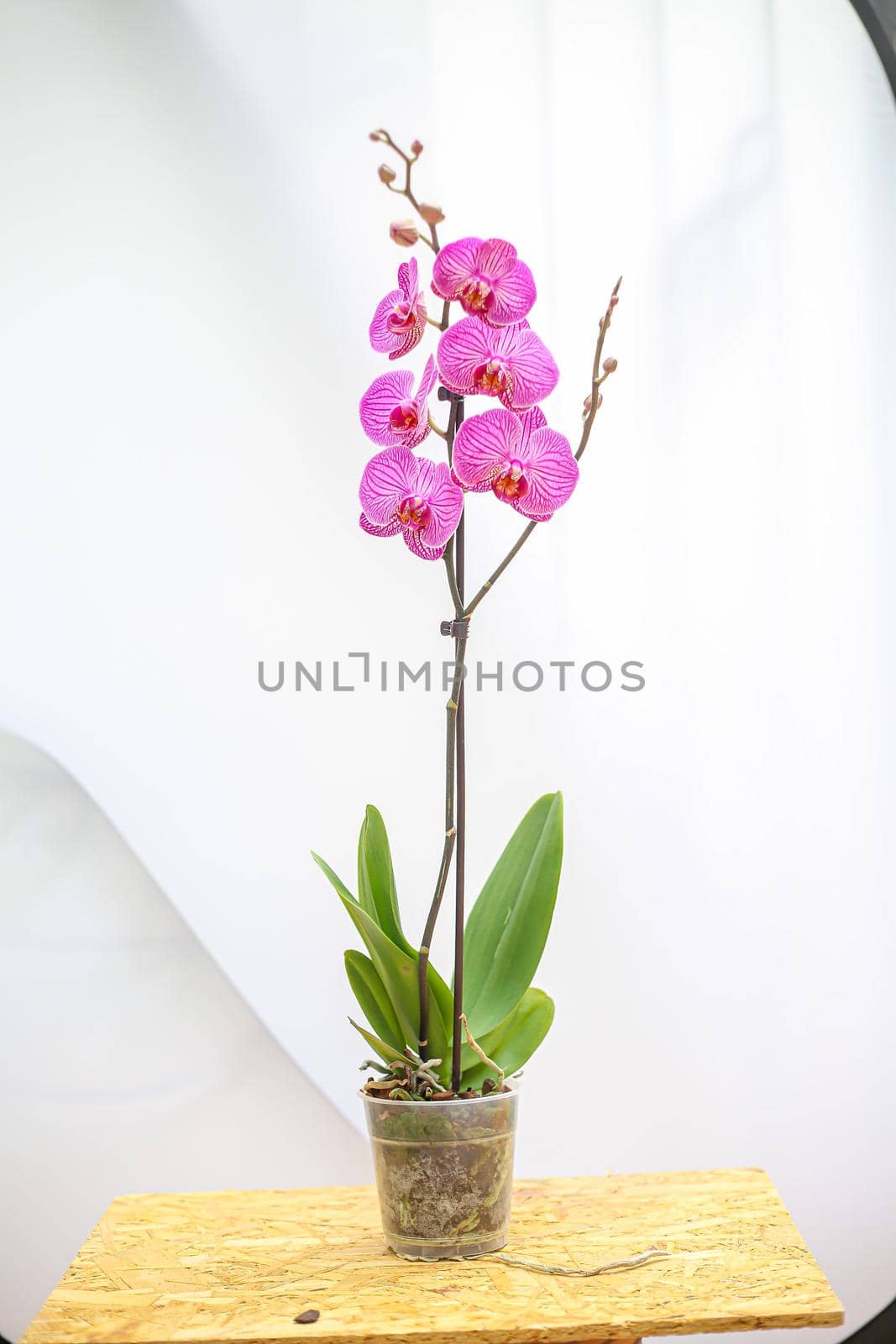Beautiful tropical orchid flower. isolated purple orchid flower. white background. Space for text