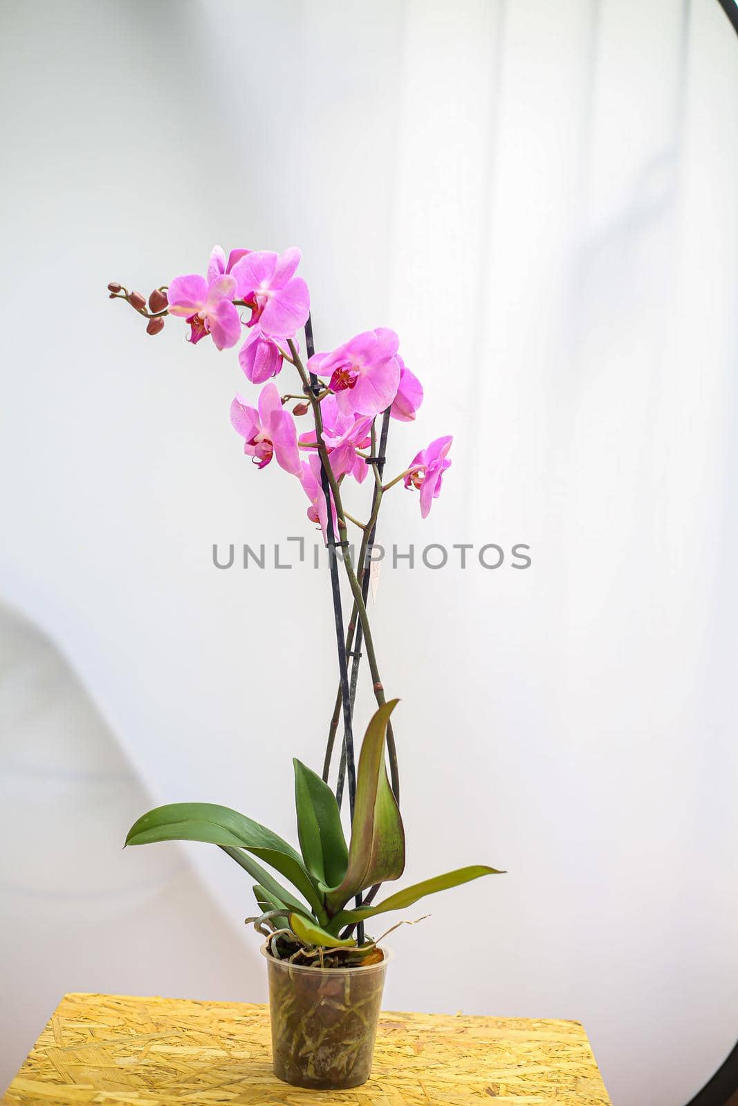 Beautiful tropical orchid flower. isolated purple orchid flower. white background. Space for text