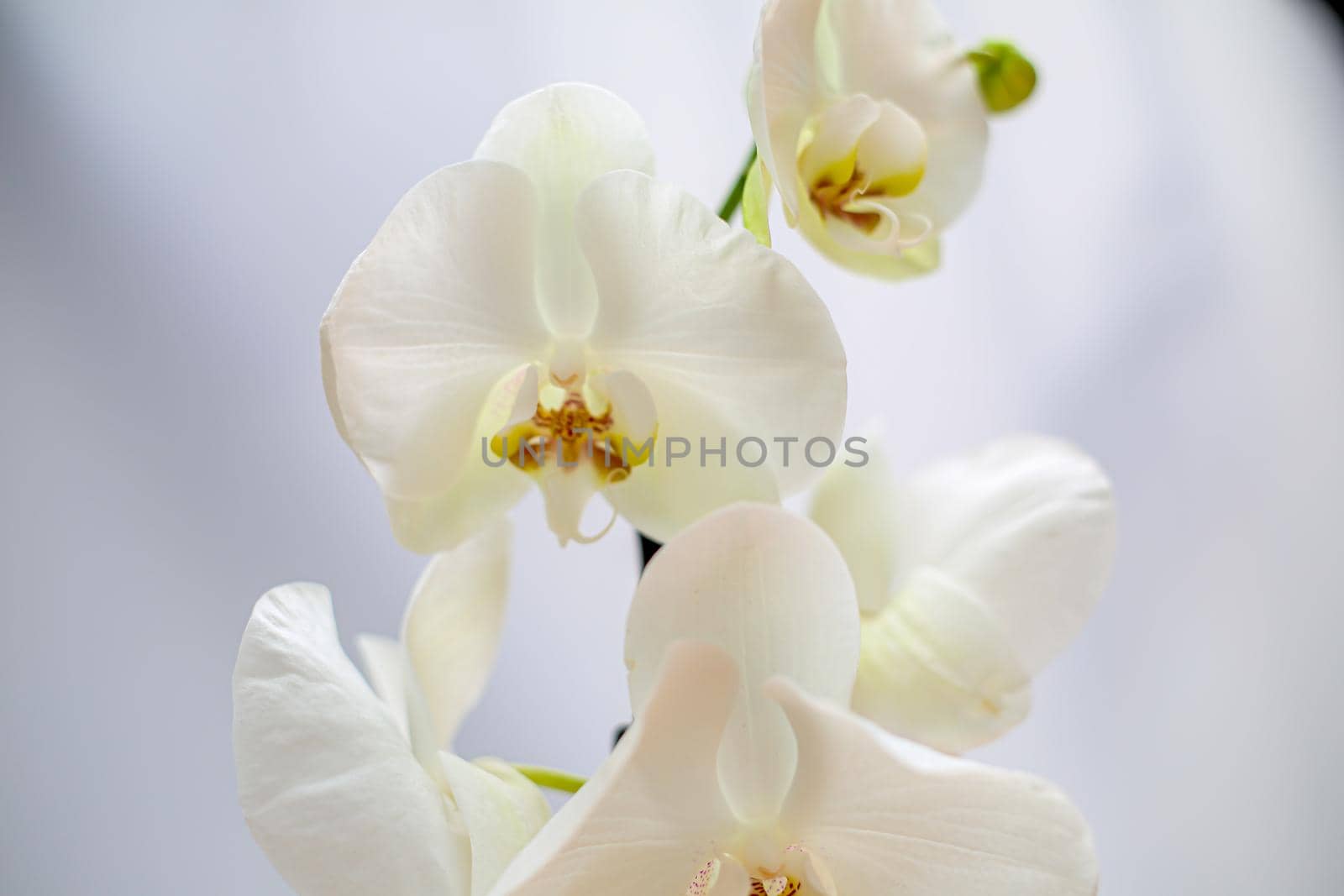 Beautiful tropical orchid flower. isolated white orchid flower. white background by Djafarov