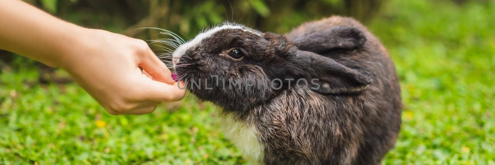 Hands feed the rabbit. Cosmetics test on rabbit animal. Cruelty free and stop animal abuse concept. BANNER, LONG FORMAT