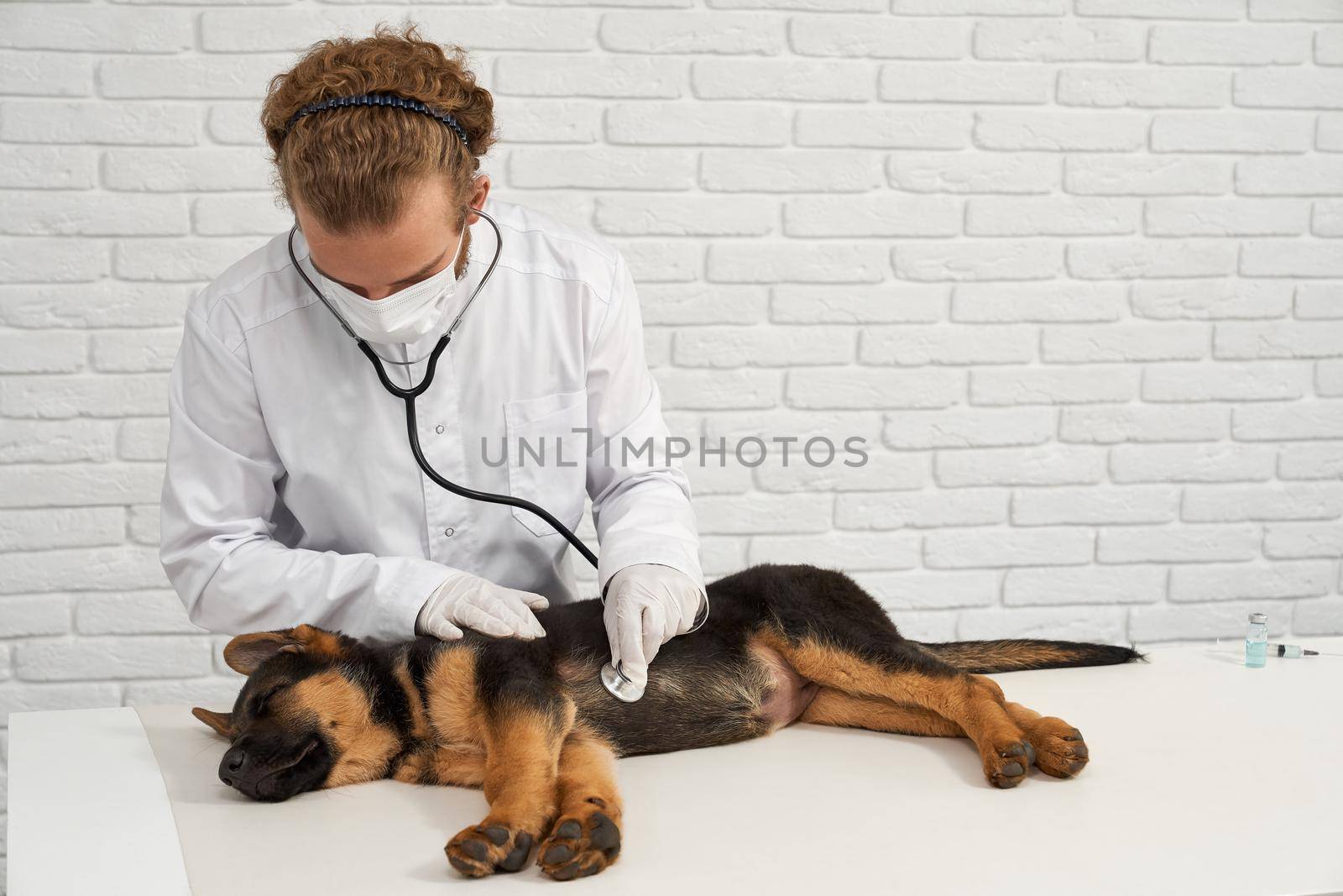 Front view of medical worker in coat and gloves using stethoscope for checking heartbeat of little doggy. German shepherd sleeping sweet during checkup at vet clinic. Concept of pets health care.