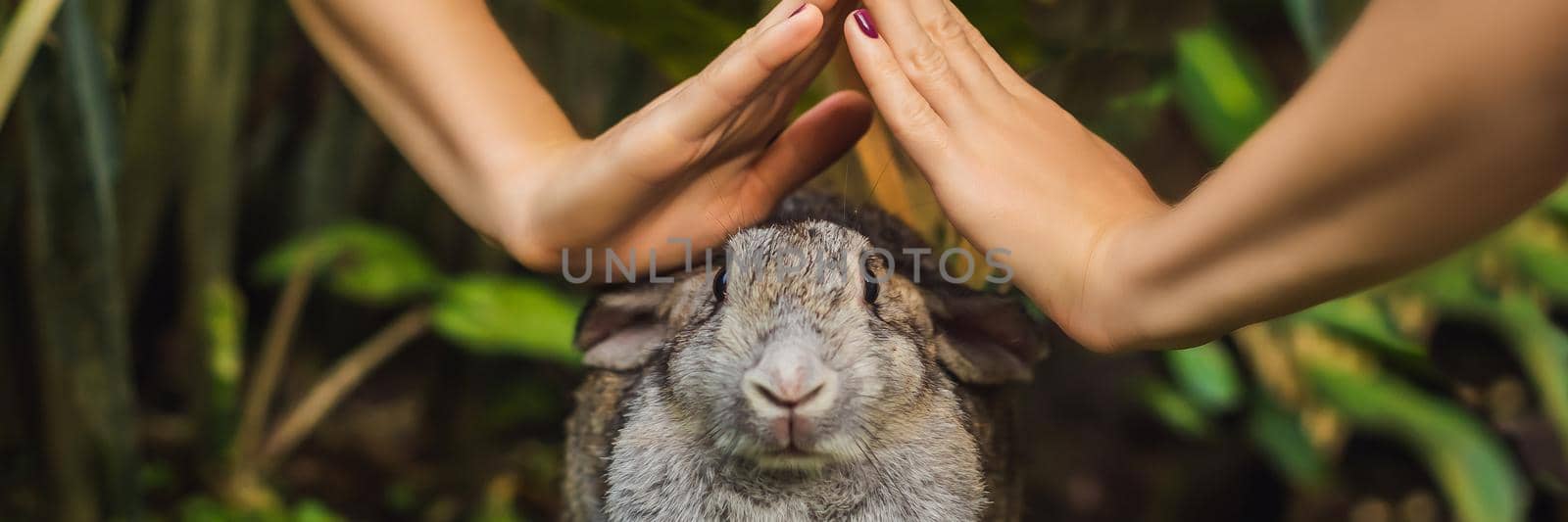 Hands protect rabbit. Cosmetics test on rabbit animal. Cruelty free and stop animal abuse concept. BANNER, LONG FORMAT