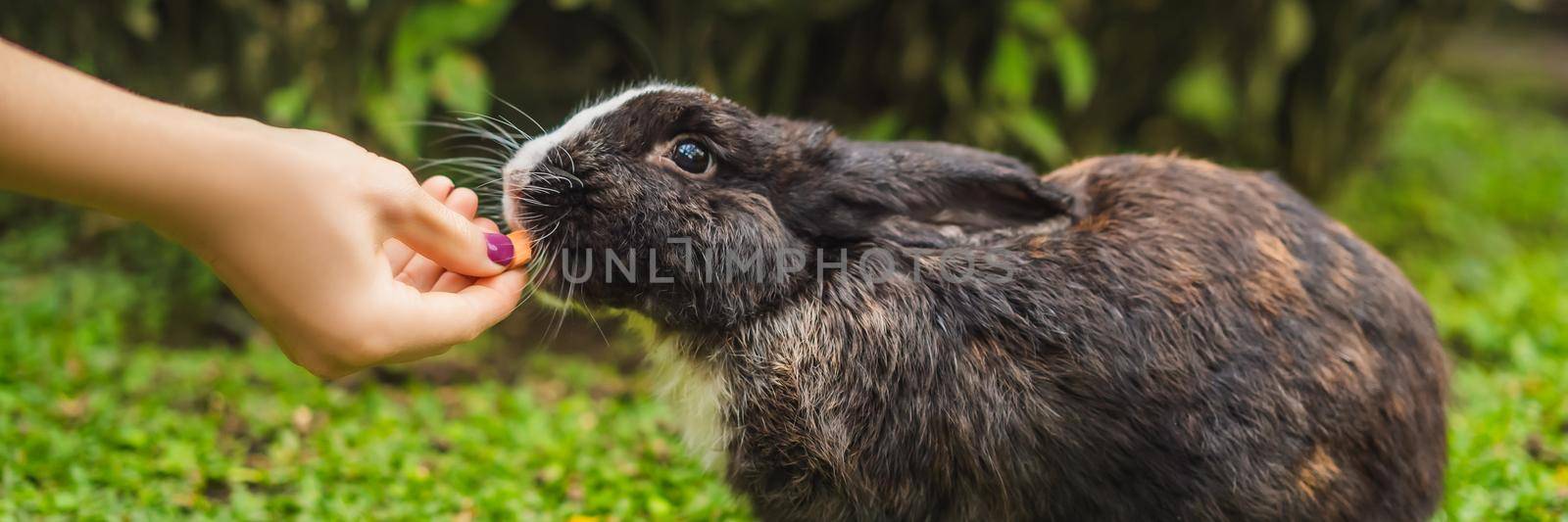 Hands feed the rabbit. Cosmetics test on rabbit animal. Cruelty free and stop animal abuse concept BANNER, LONG FORMAT by galitskaya