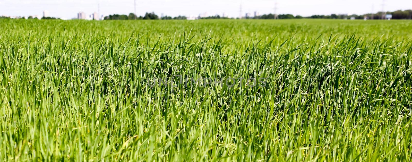 Green grass background closeup, panorama. Field with grass crops for feeding animals. by Hil
