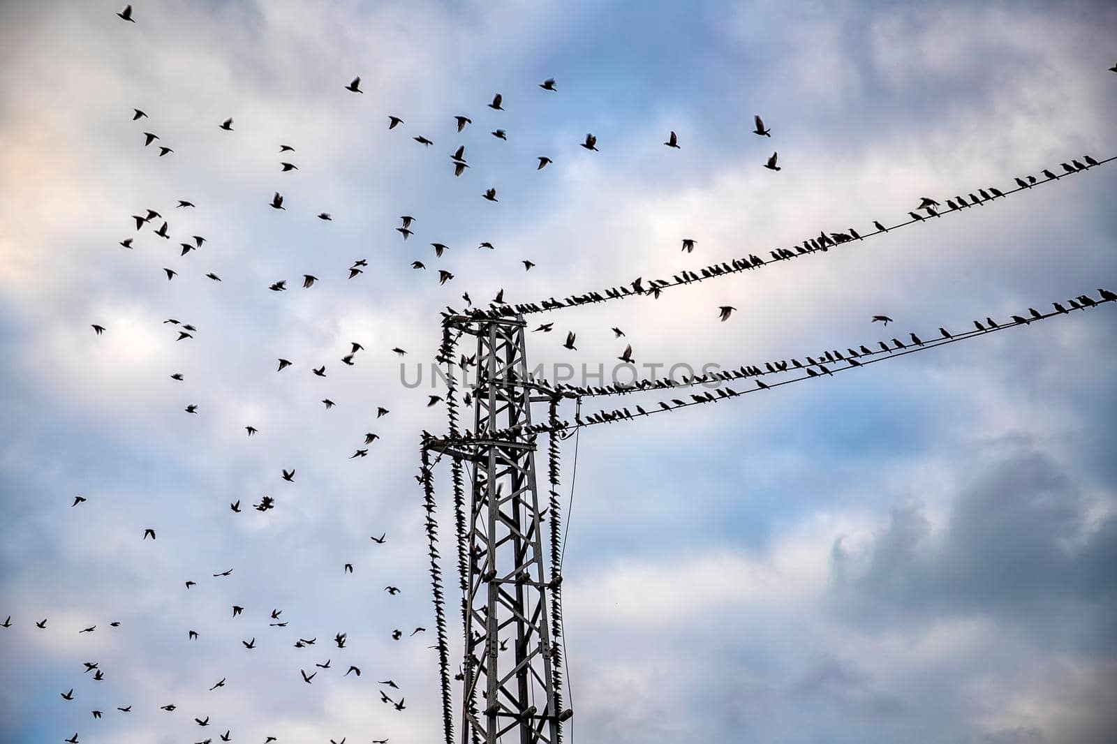 A flock of birds flying at power line cable. View up, horizontal. by EdVal