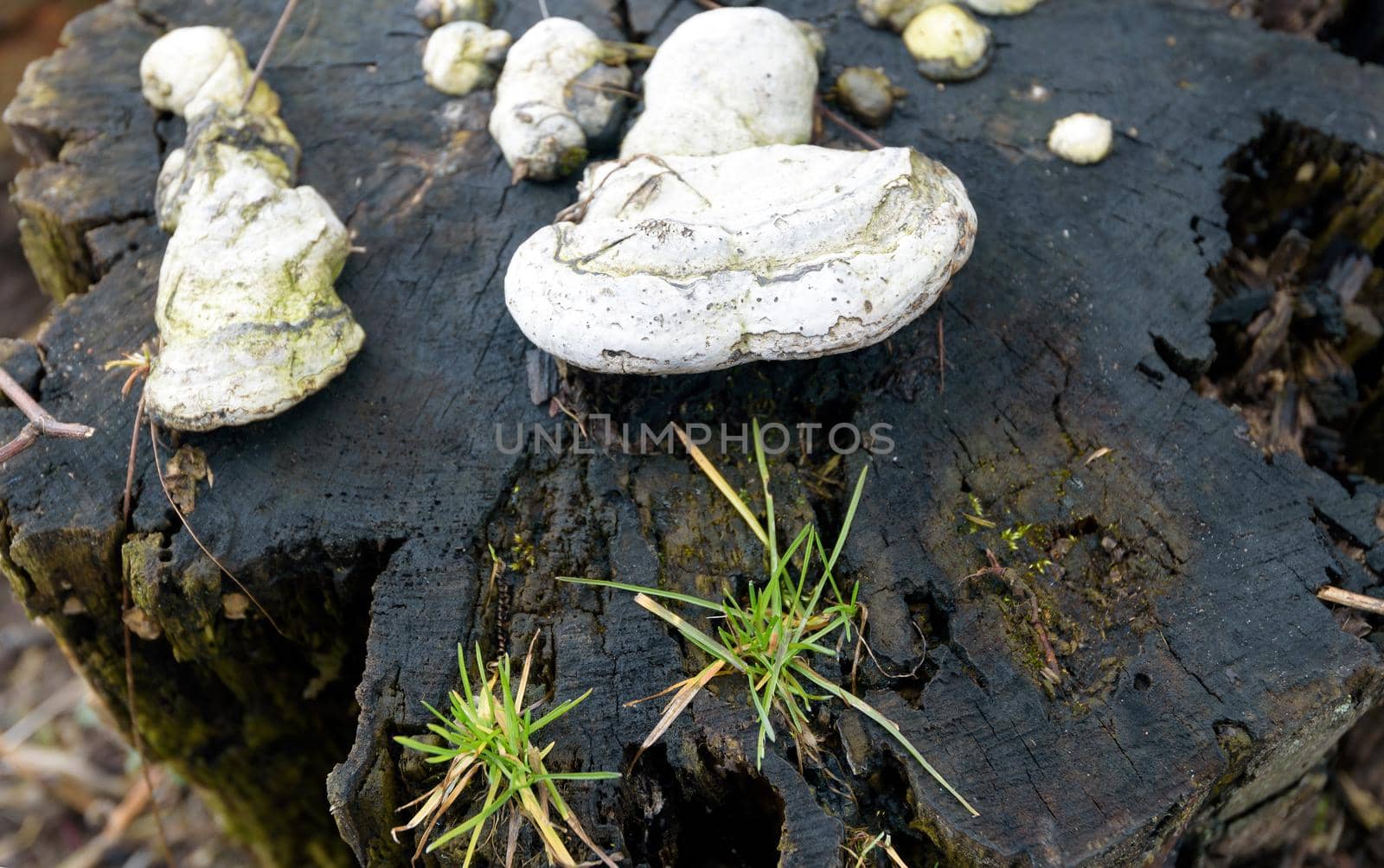 Mushrooms and fungi growing on a old tree stump