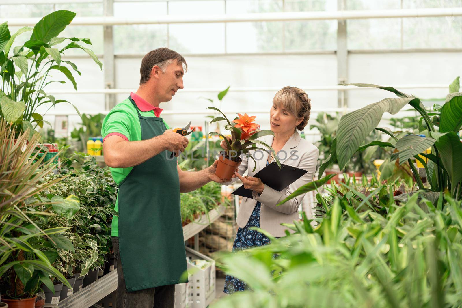 Gardener and his manager work in modern nursery plant store with a clipboard in a greenhouse