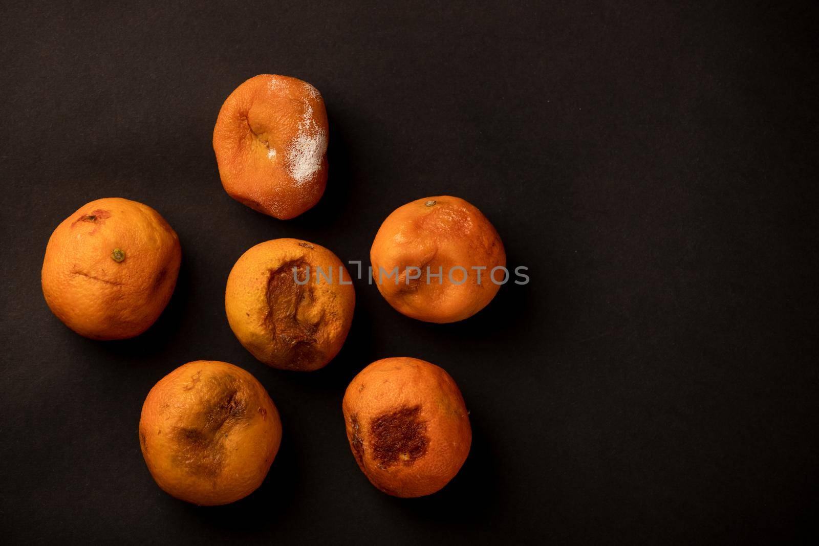 Rotten and moldy tangerine on a black background with a copy space. Damaged Tangerine. Bad Christmas concept.