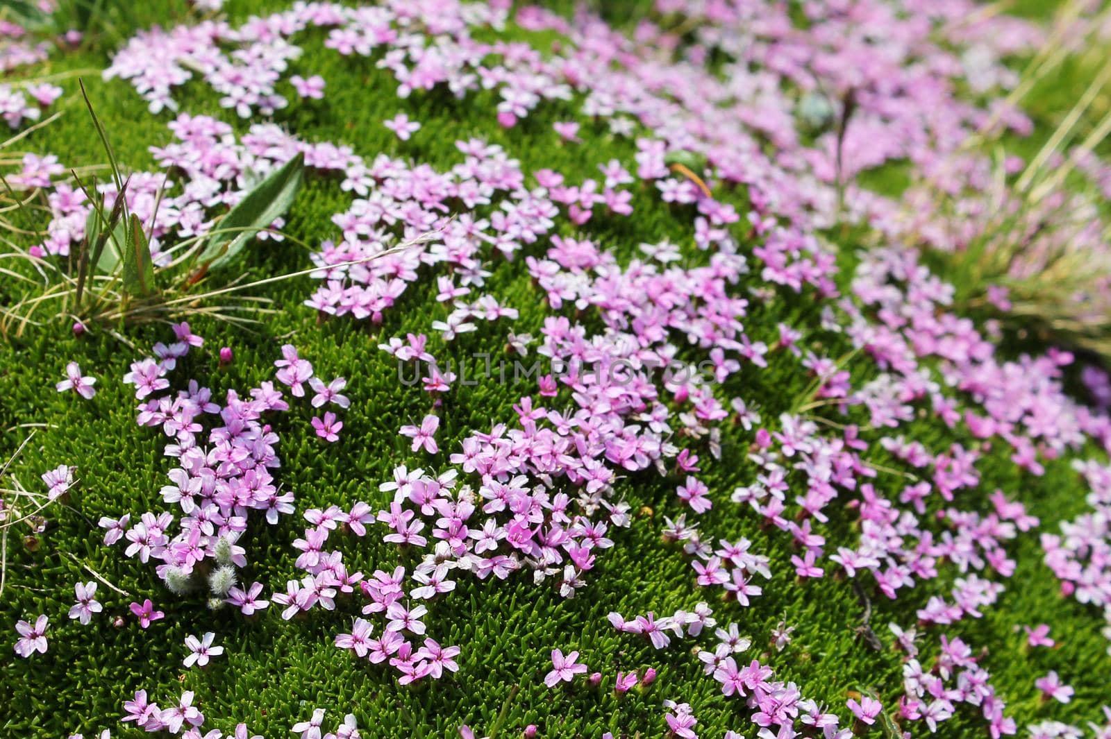 Silene acaulis mountain small flower cushion. Breuil Cervinia, italian alps, Italy