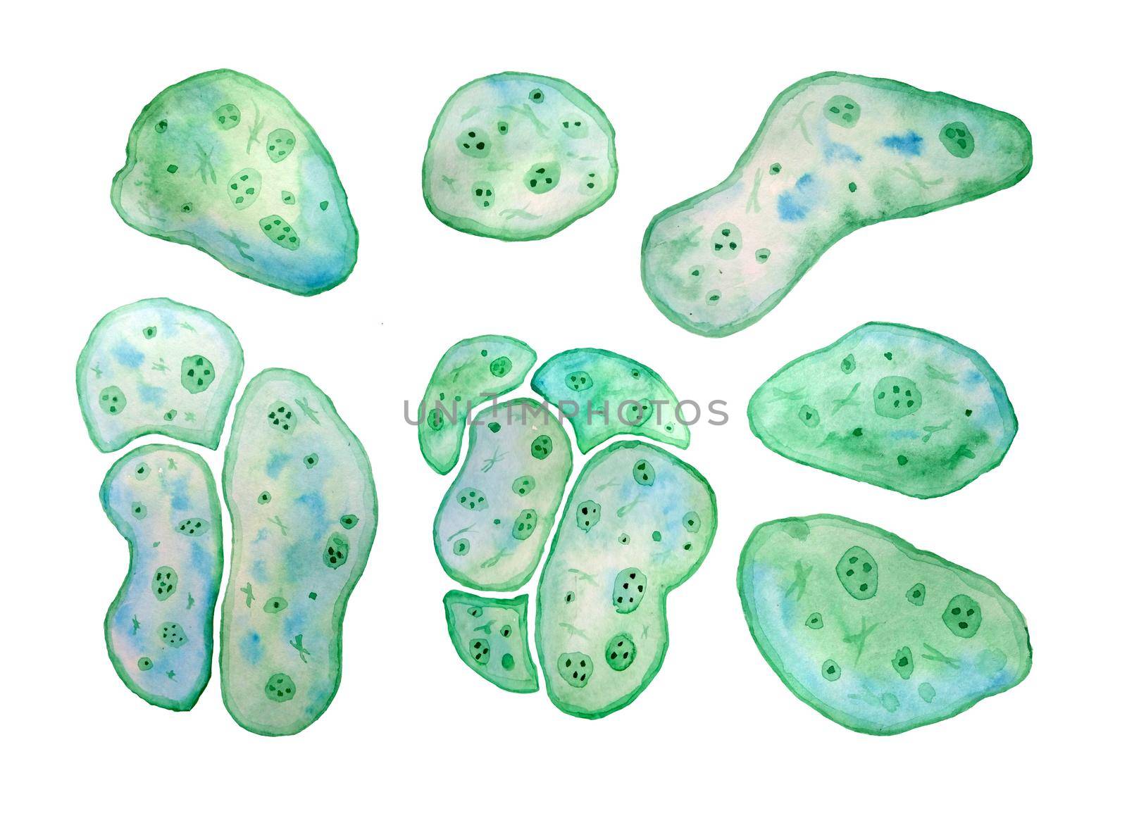 Unicellular green blue algae chlorella spirulina with large cells single-cells with lipid droplets. Watercolor illustration of macro zoom microorganism bacteria for cosmetics biological biotech design