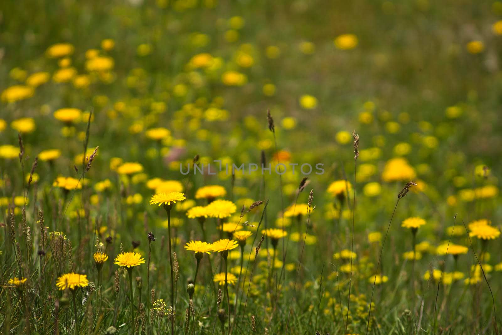 Taraxacum Dandelion bloom in summer by Jacopo