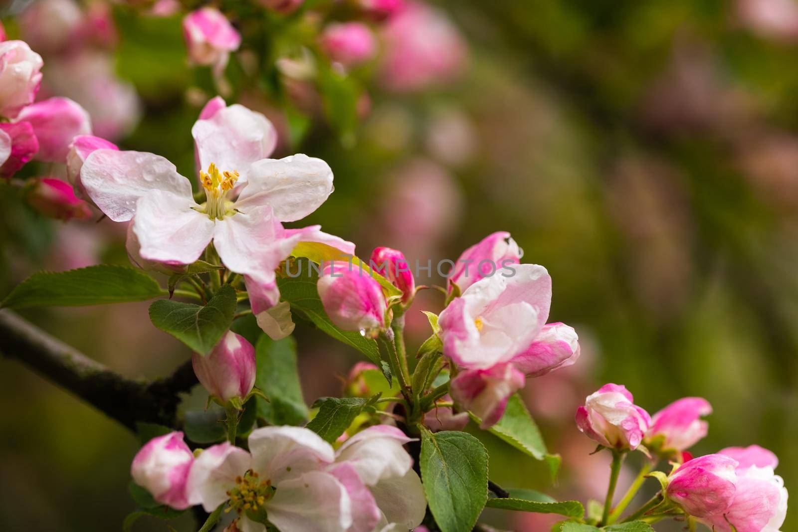 Blooming apple tree in spring after rain.