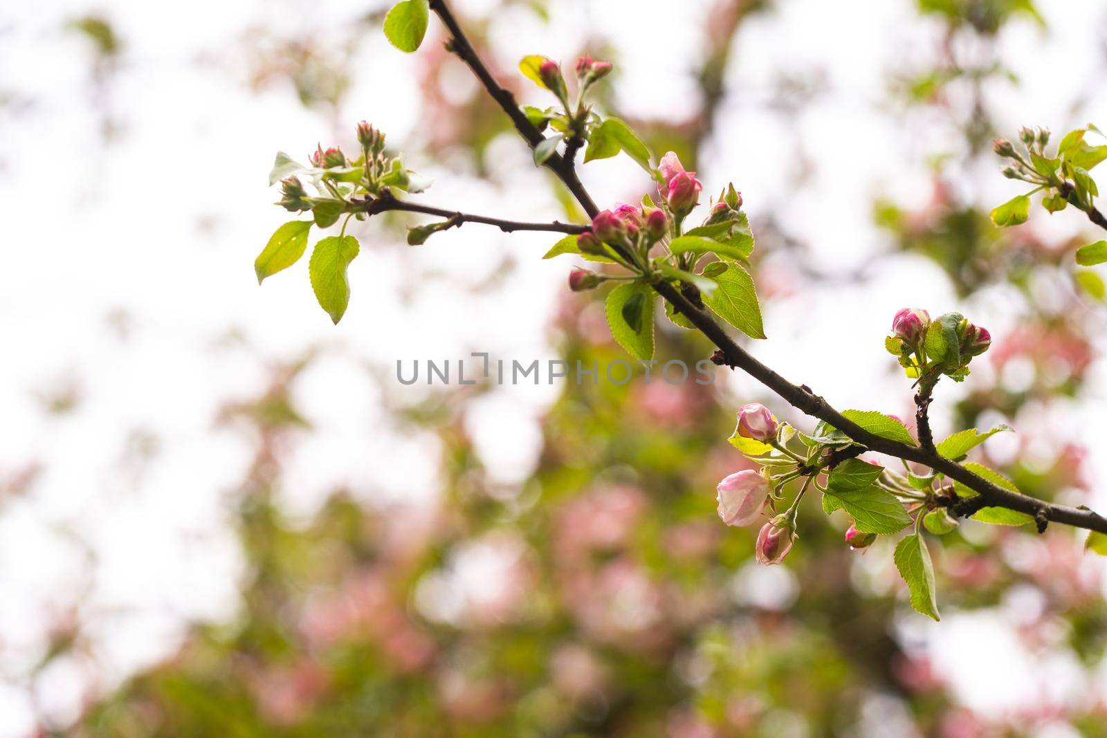 Blooming apple tree in spring after rain.