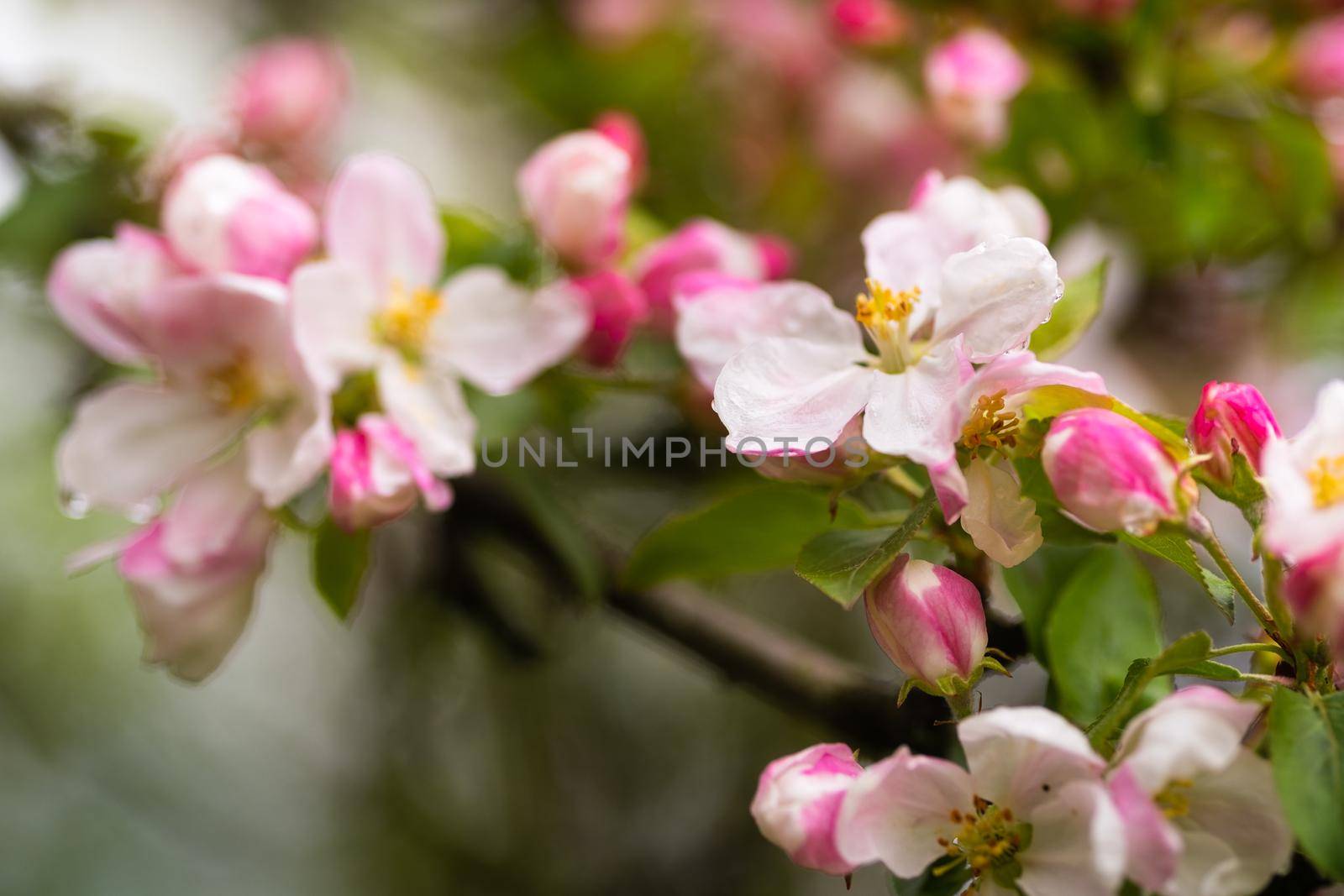 Blooming apple tree in spring after rain.