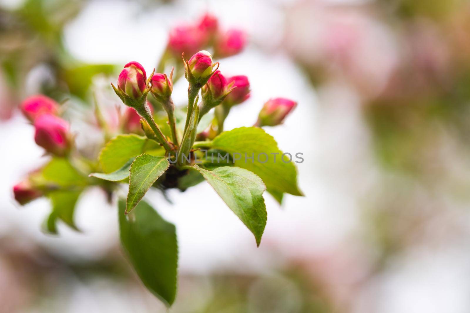 Blooming apple tree in spring after rain.