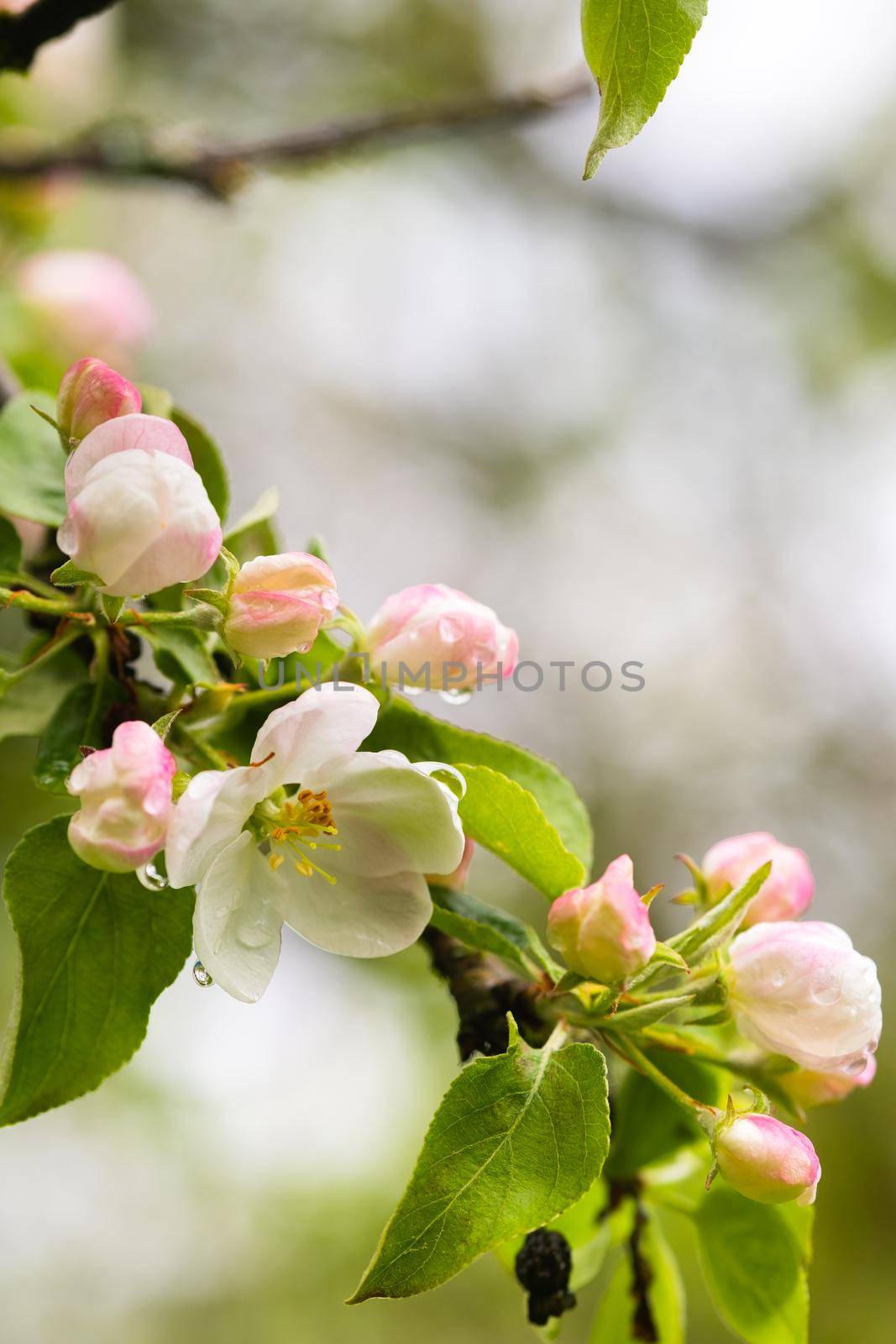 Blooming apple tree in spring after rain.