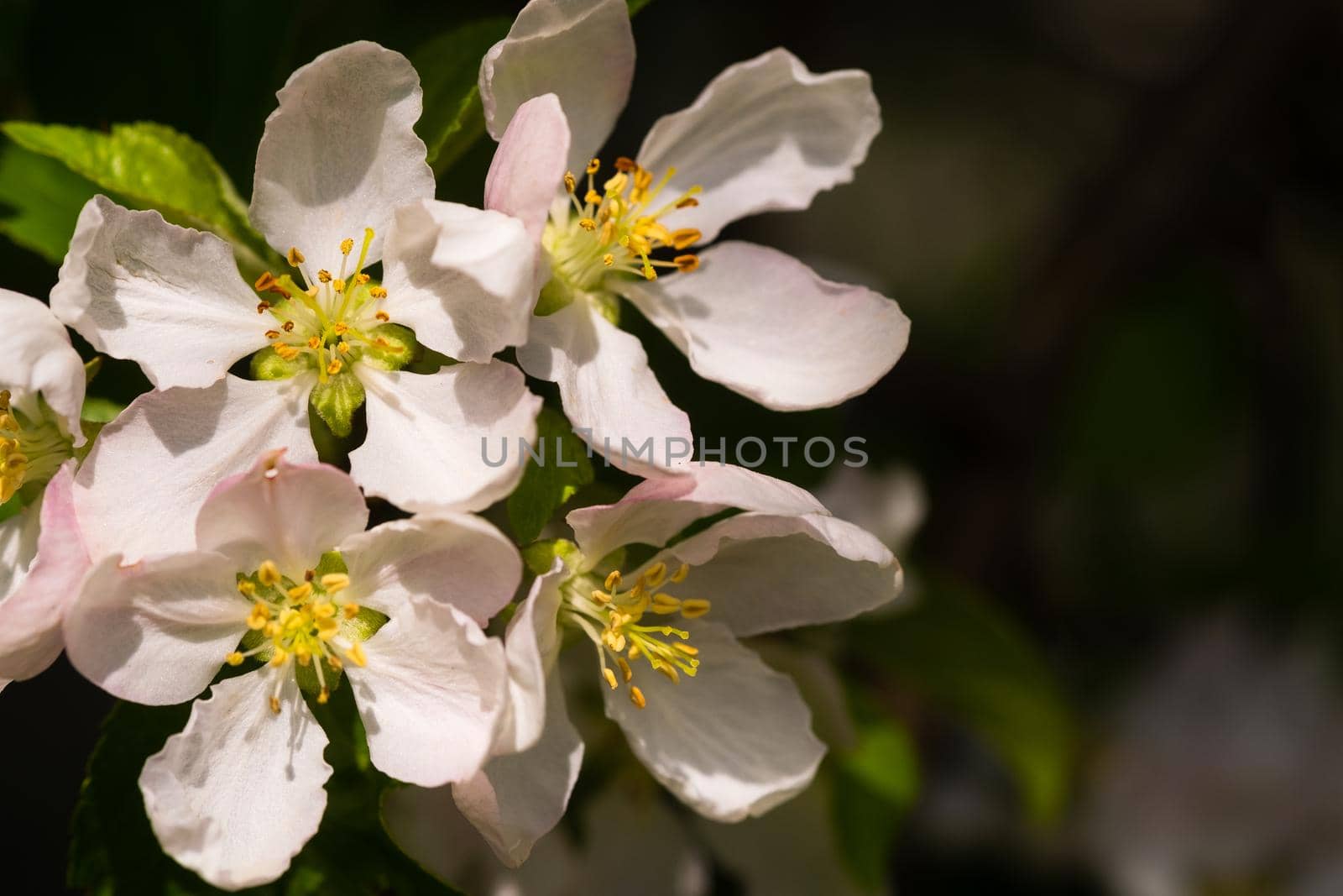 Background of apple tree branches with pink flowers on a sunny day.