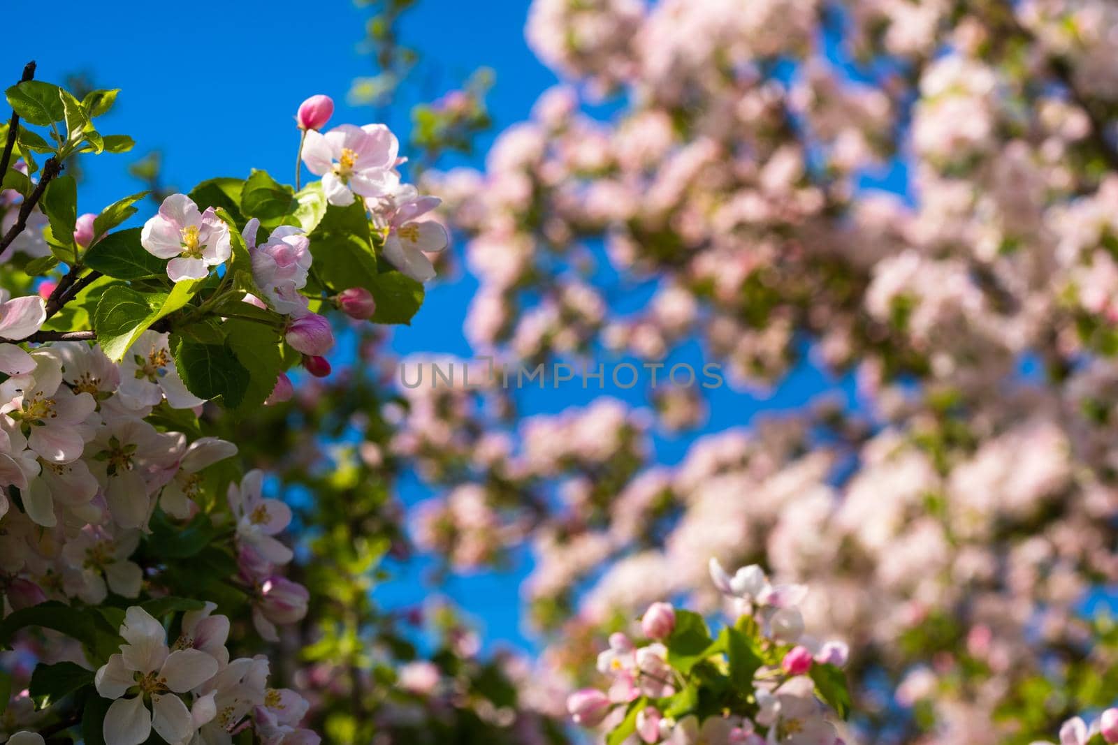 Background of apple tree branches with pink flowers on a blue sky background.