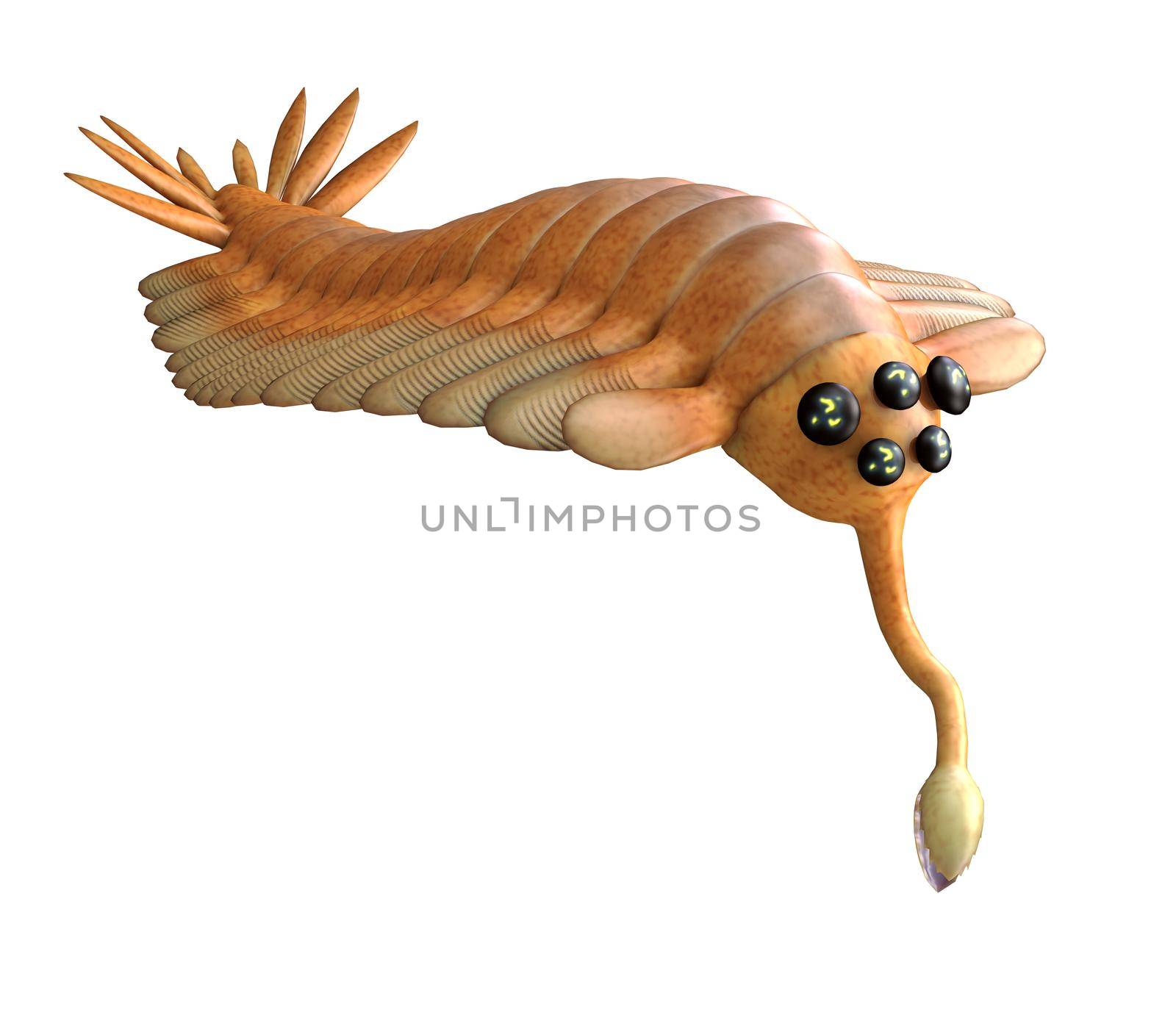 Opabinia was an arthropod predatory animal that lived in the seas of the Cambrian Age of British Columbia.