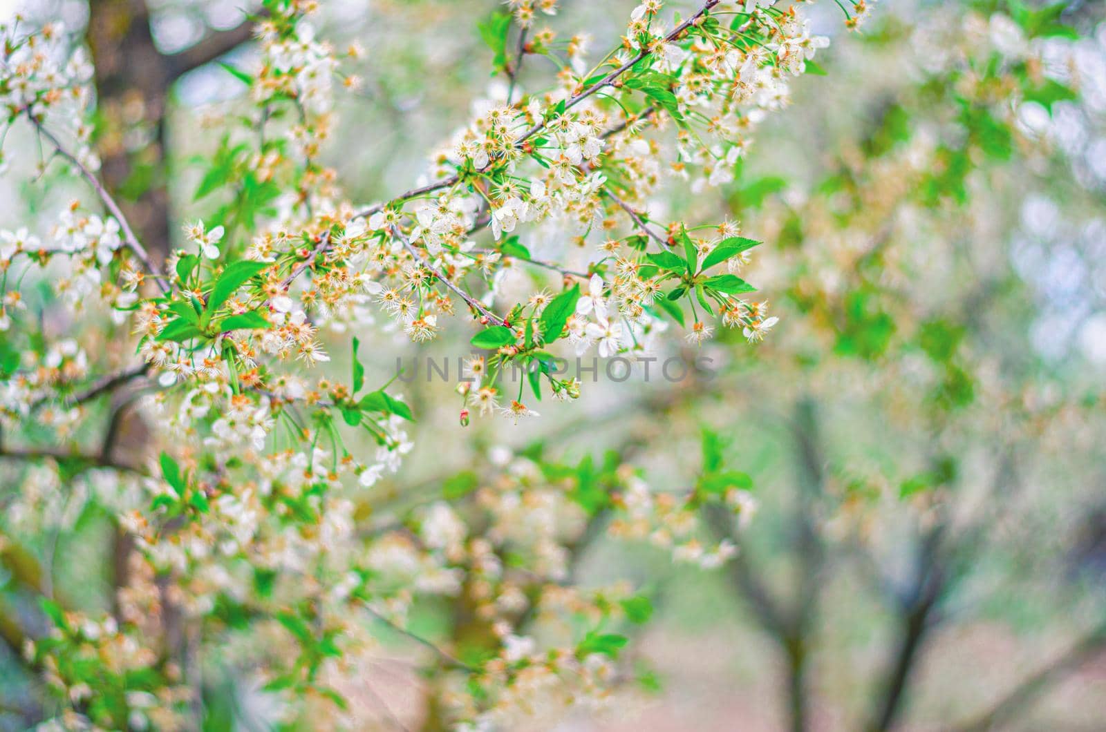 Cherry tree blossom in spring, close-up view, blurring background